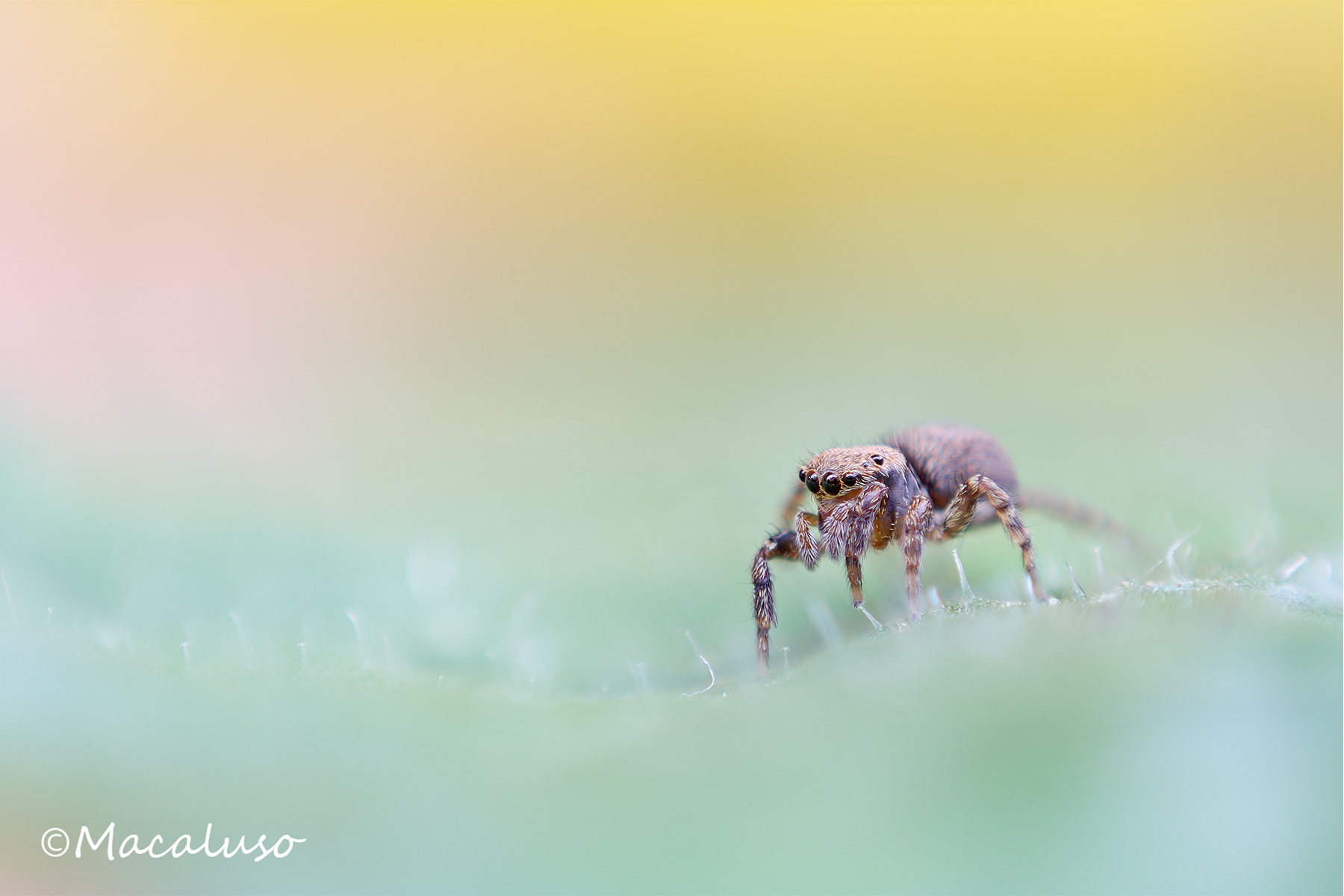 Euophrys rufibarbis (F)