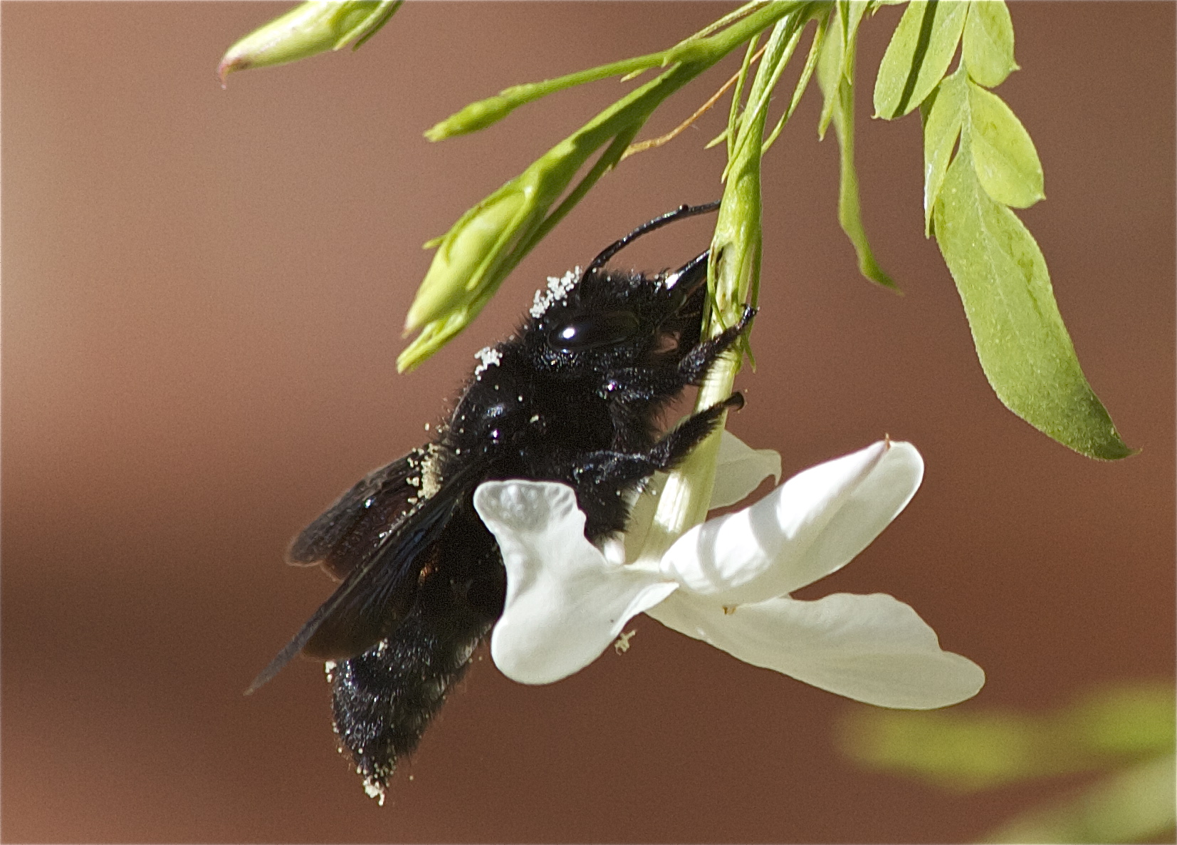 ... non sono bello ma piaciucchio ...