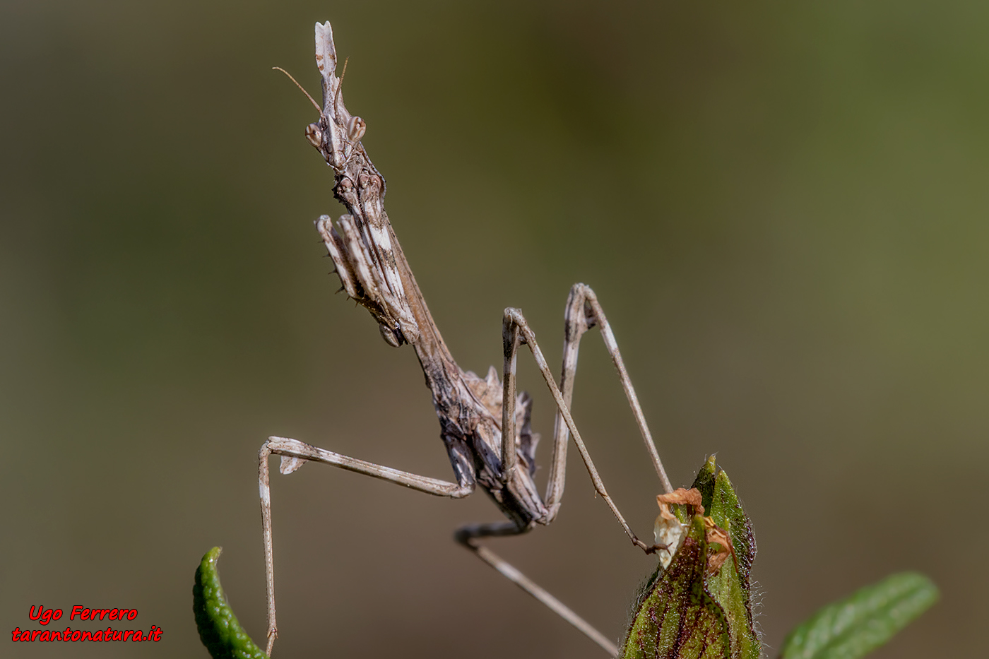 Empusa pennata