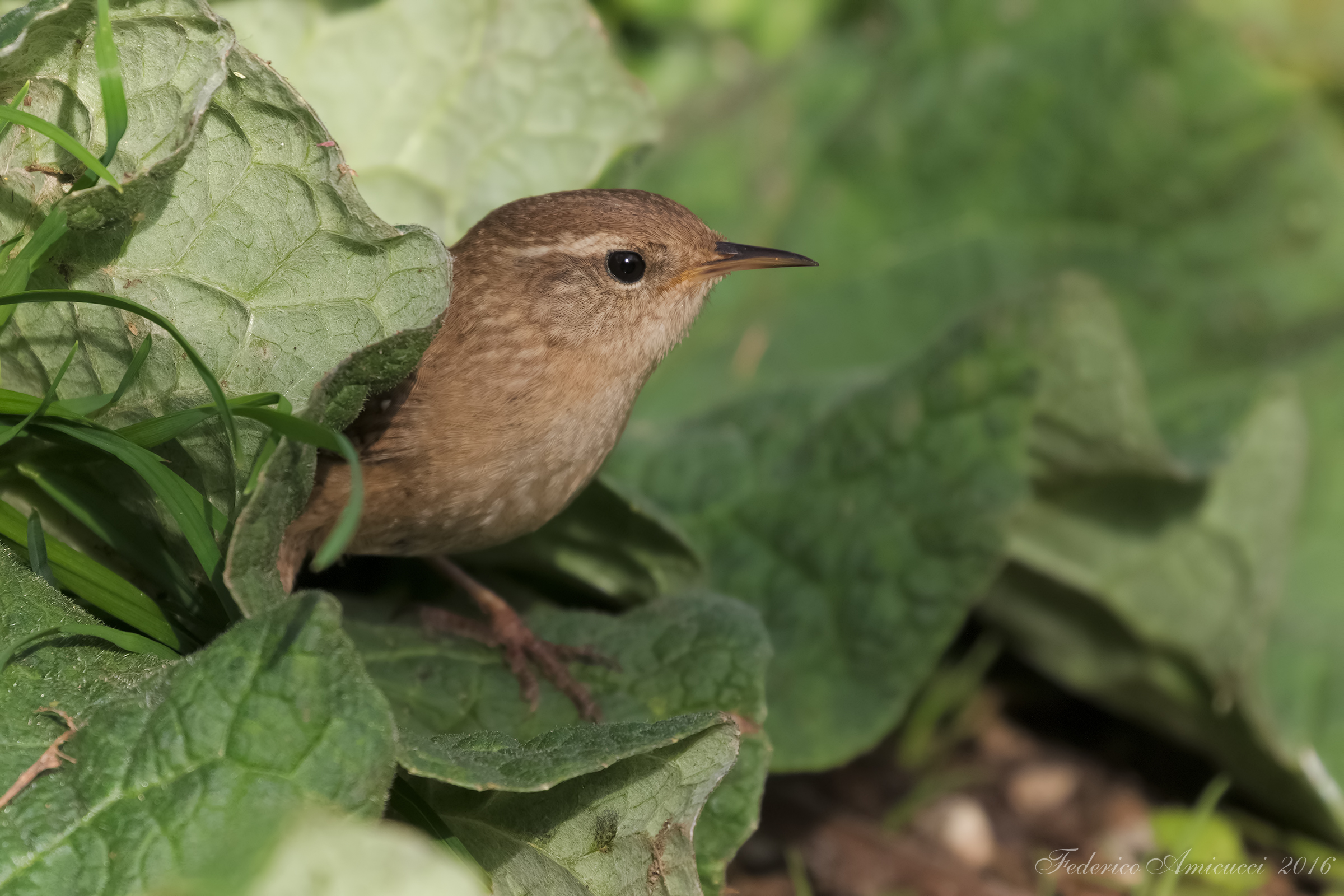 Scricciolo...in insalata!