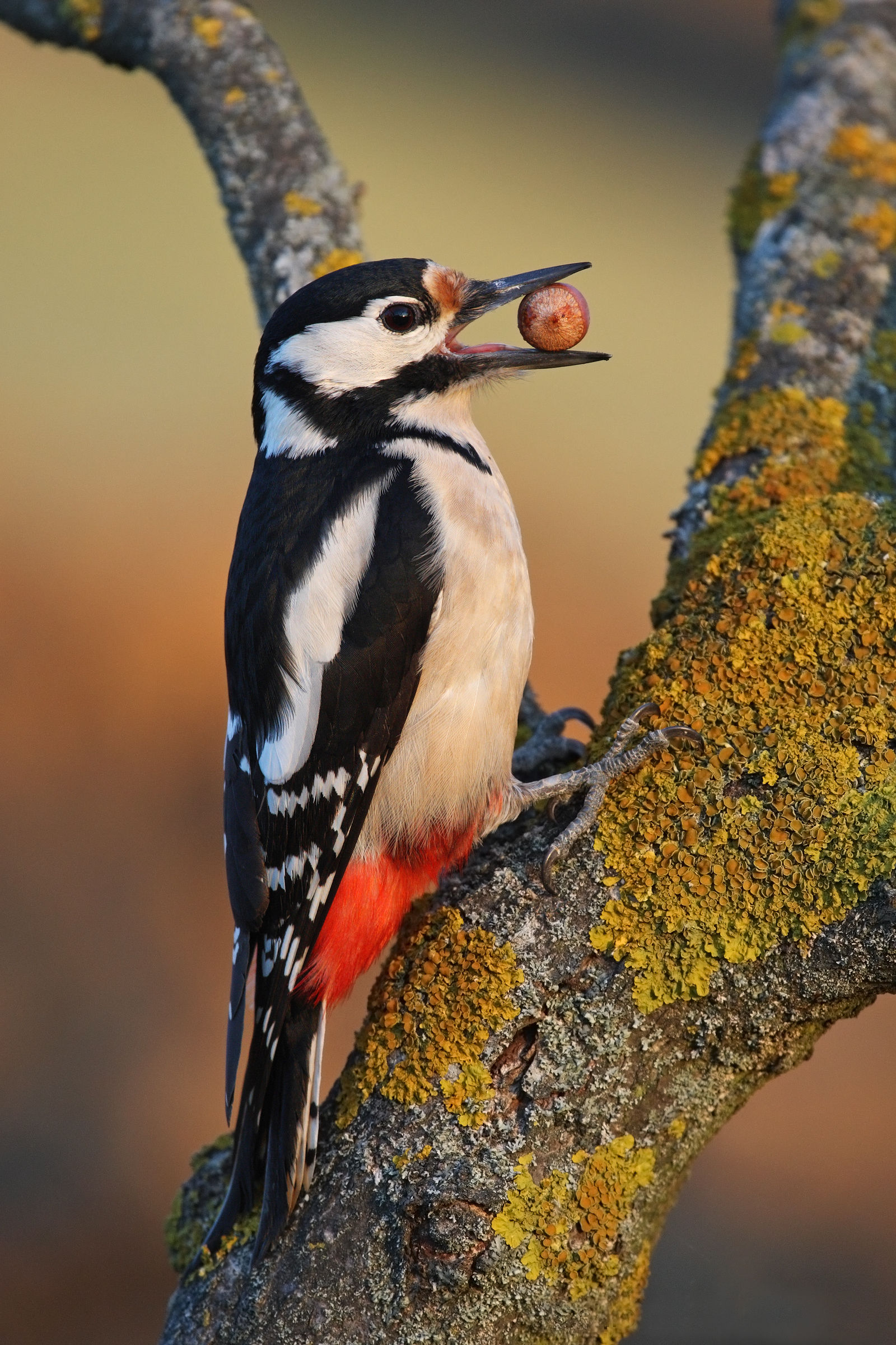 Great Spotted Woodpecker