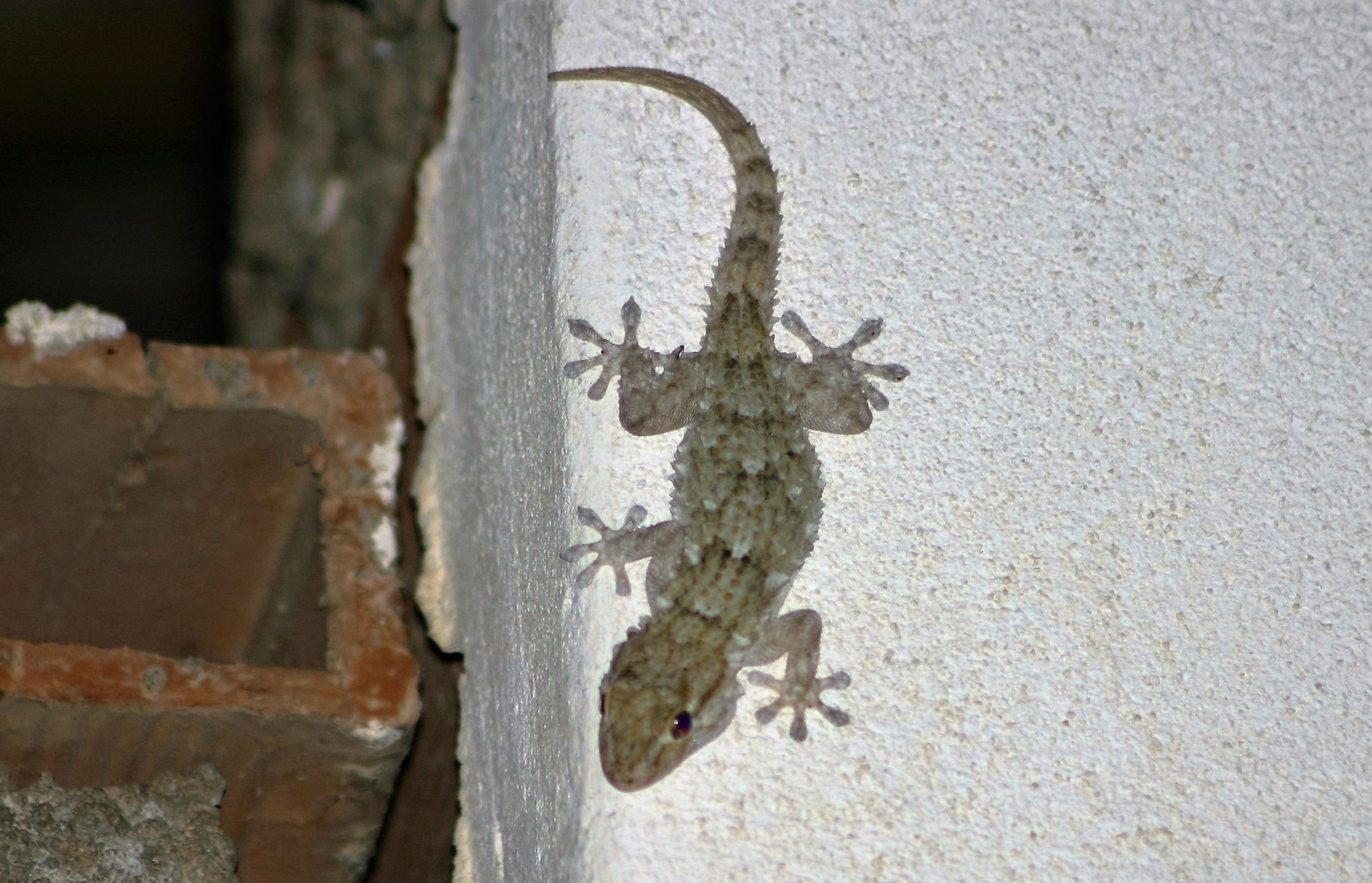 gecko