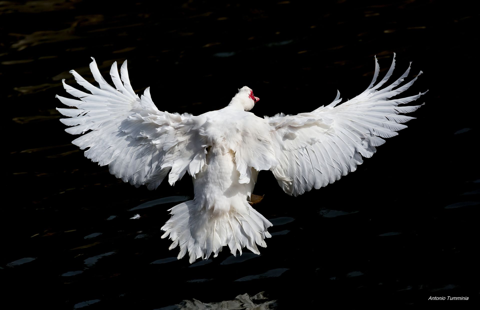 Anatra muta (Cairina Moschata)