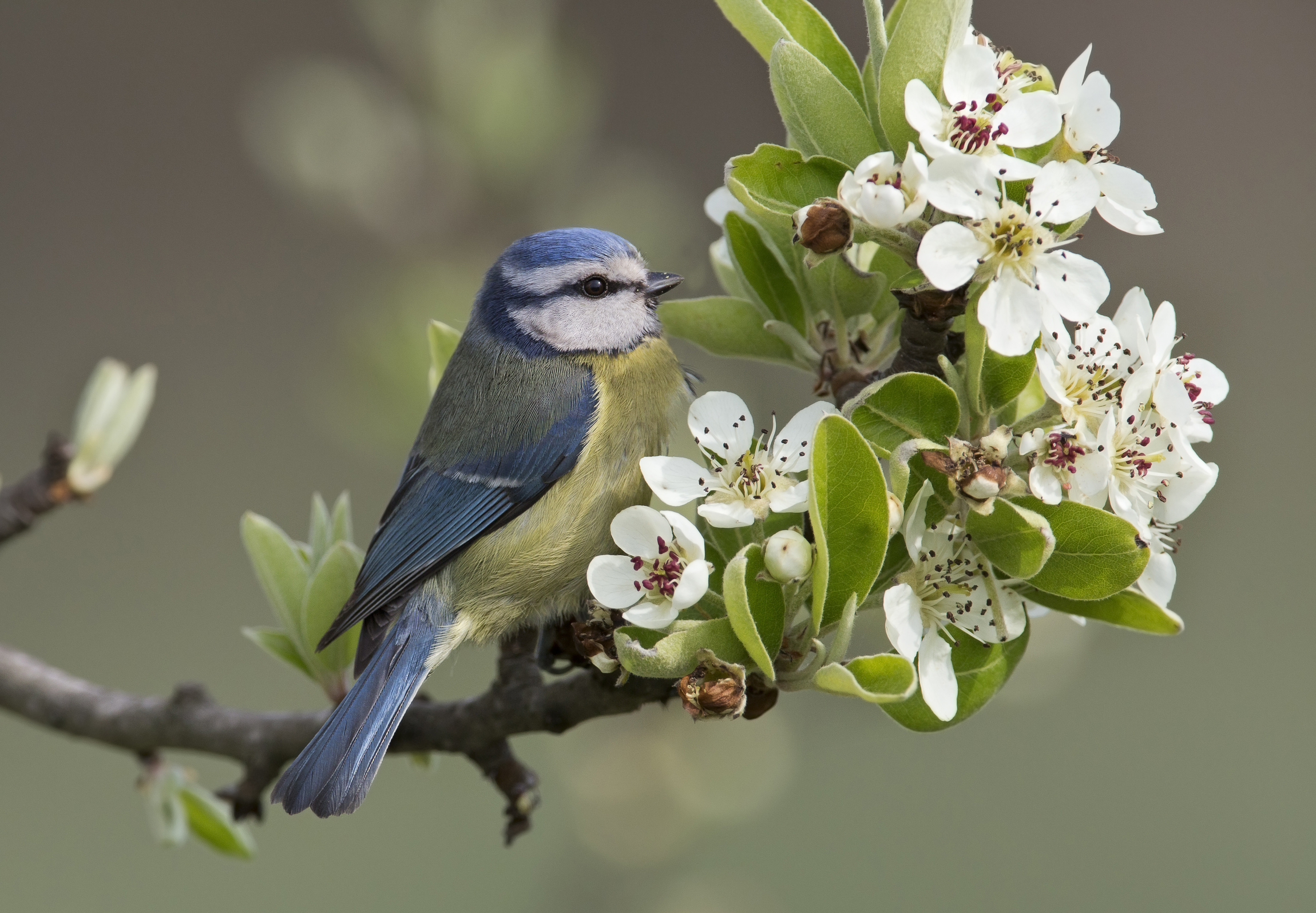 cinciarella(Parus caeruleus)