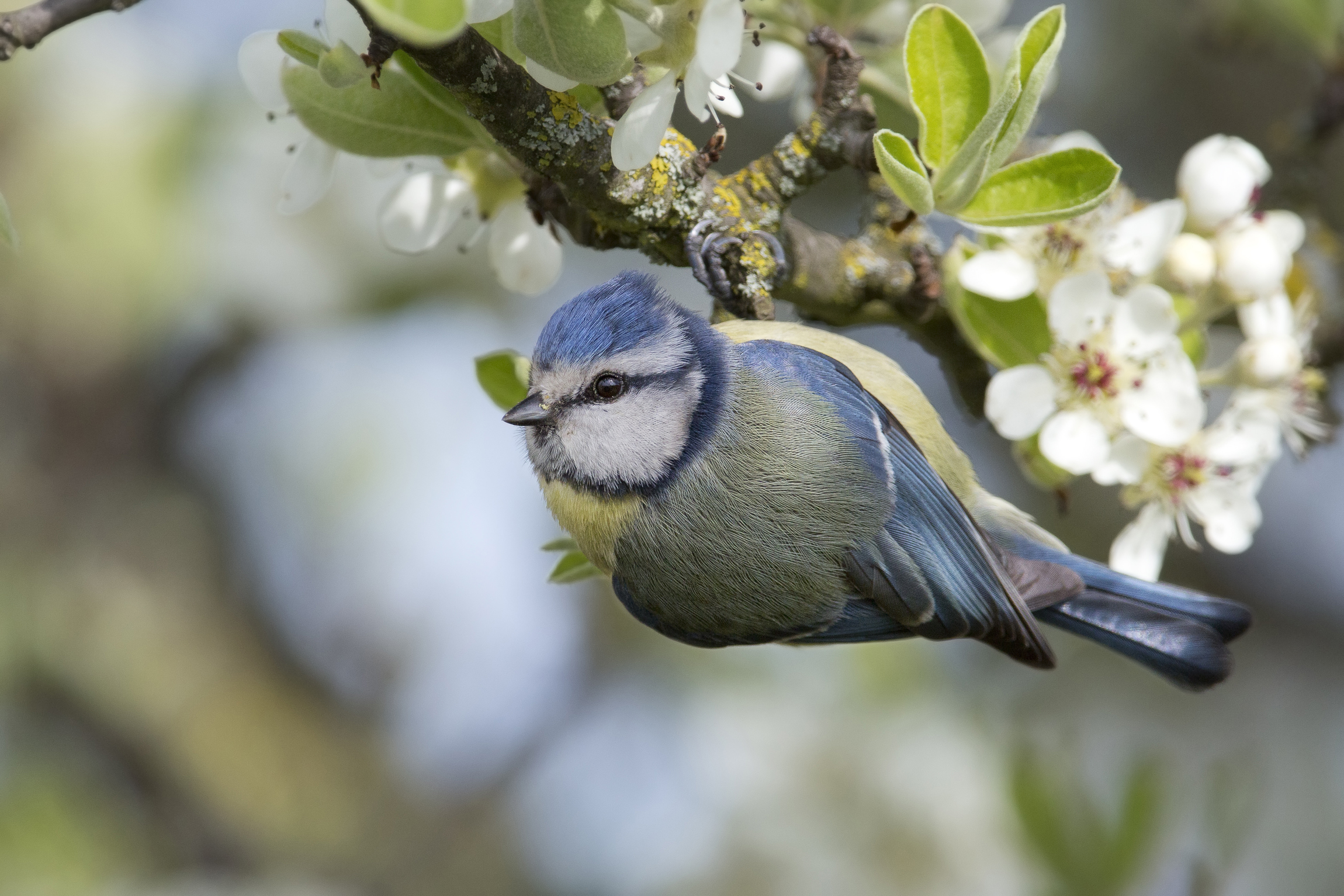 cinciarella(Parus caeruleus)