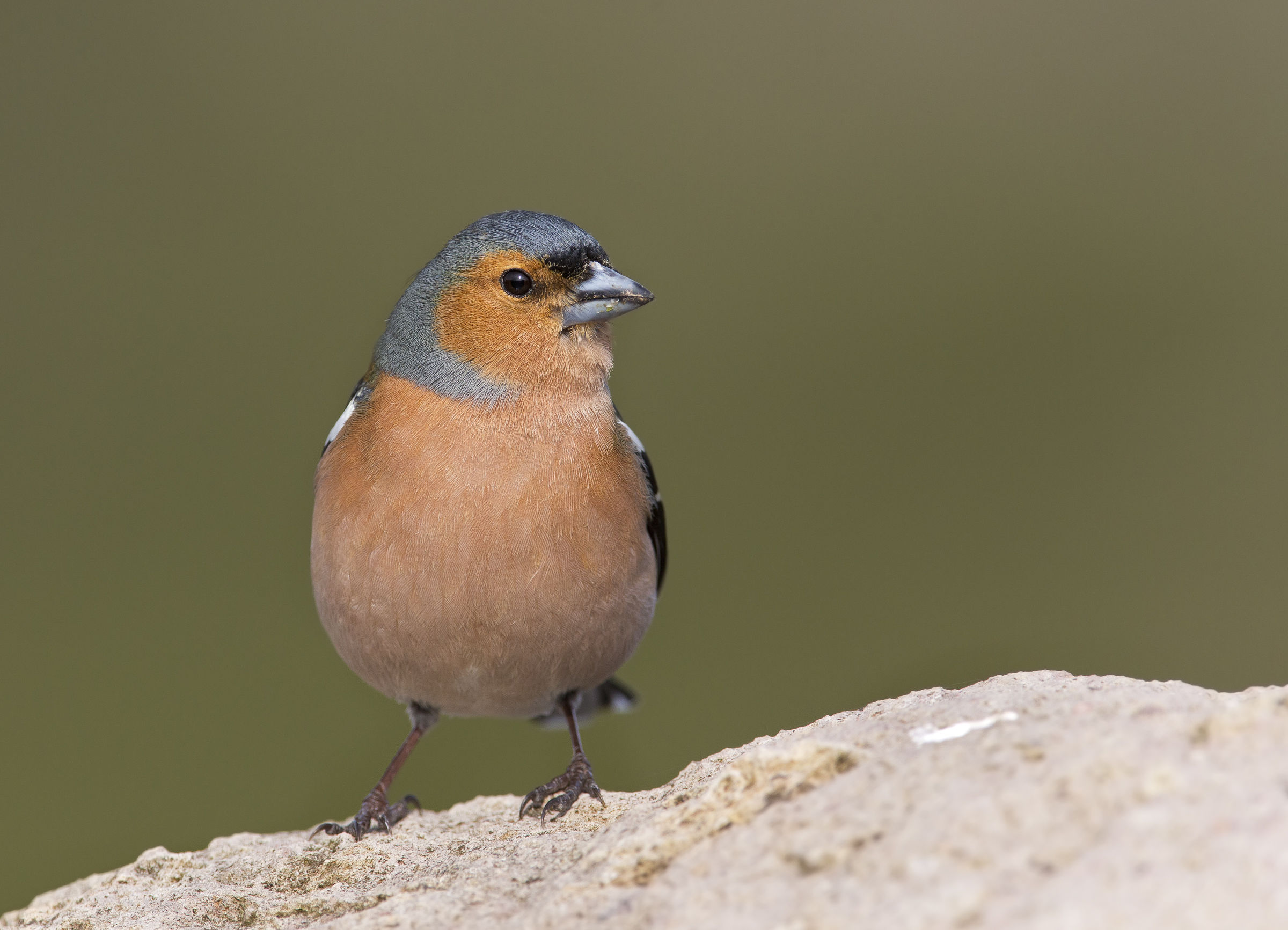 friguello (fringilla coelebs)