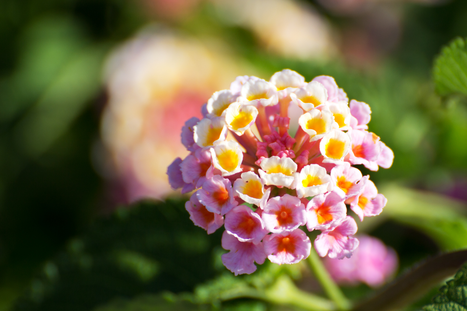 Lantana