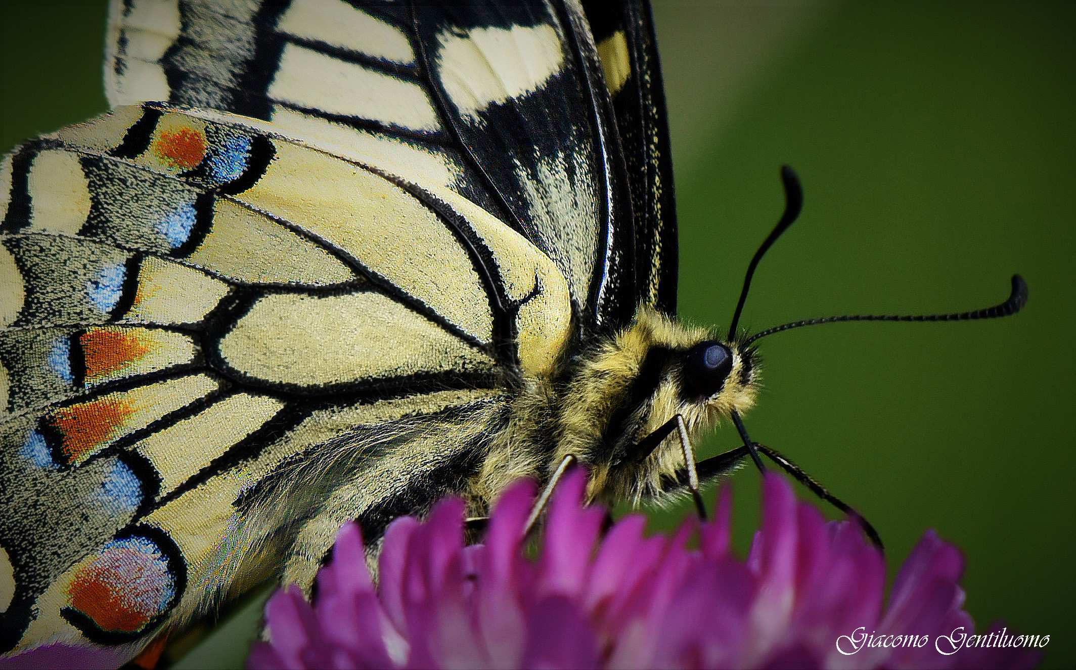macaone, particolare