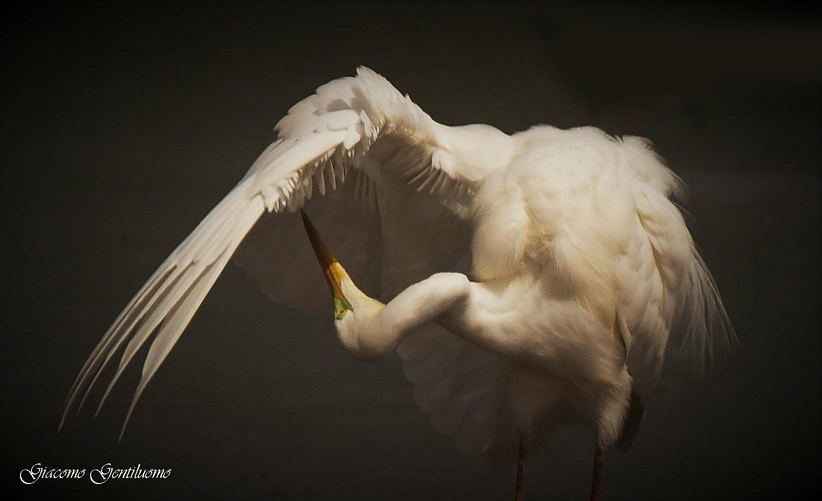 airone bianco maggiore come un dipinto