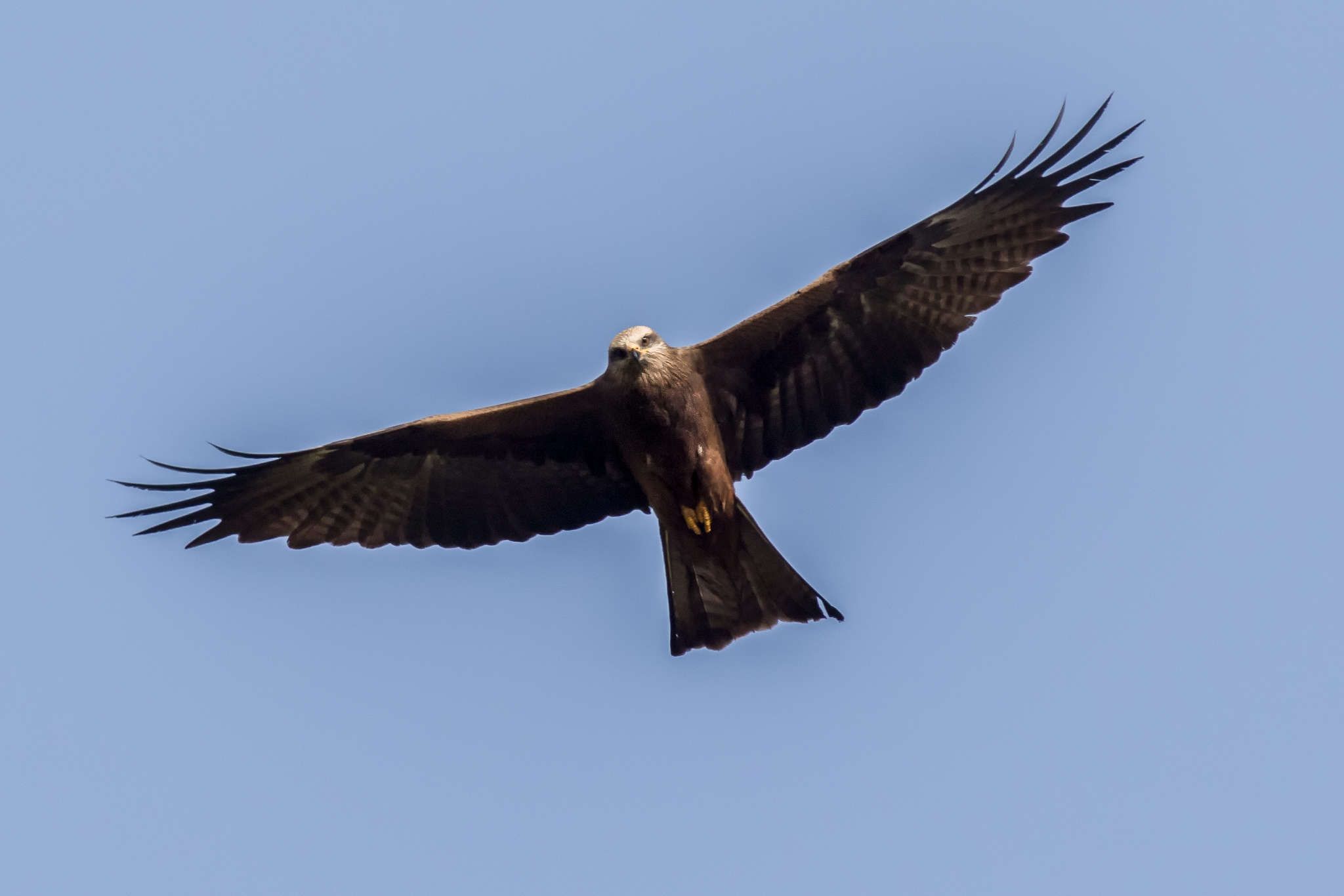 Straight in the eye!