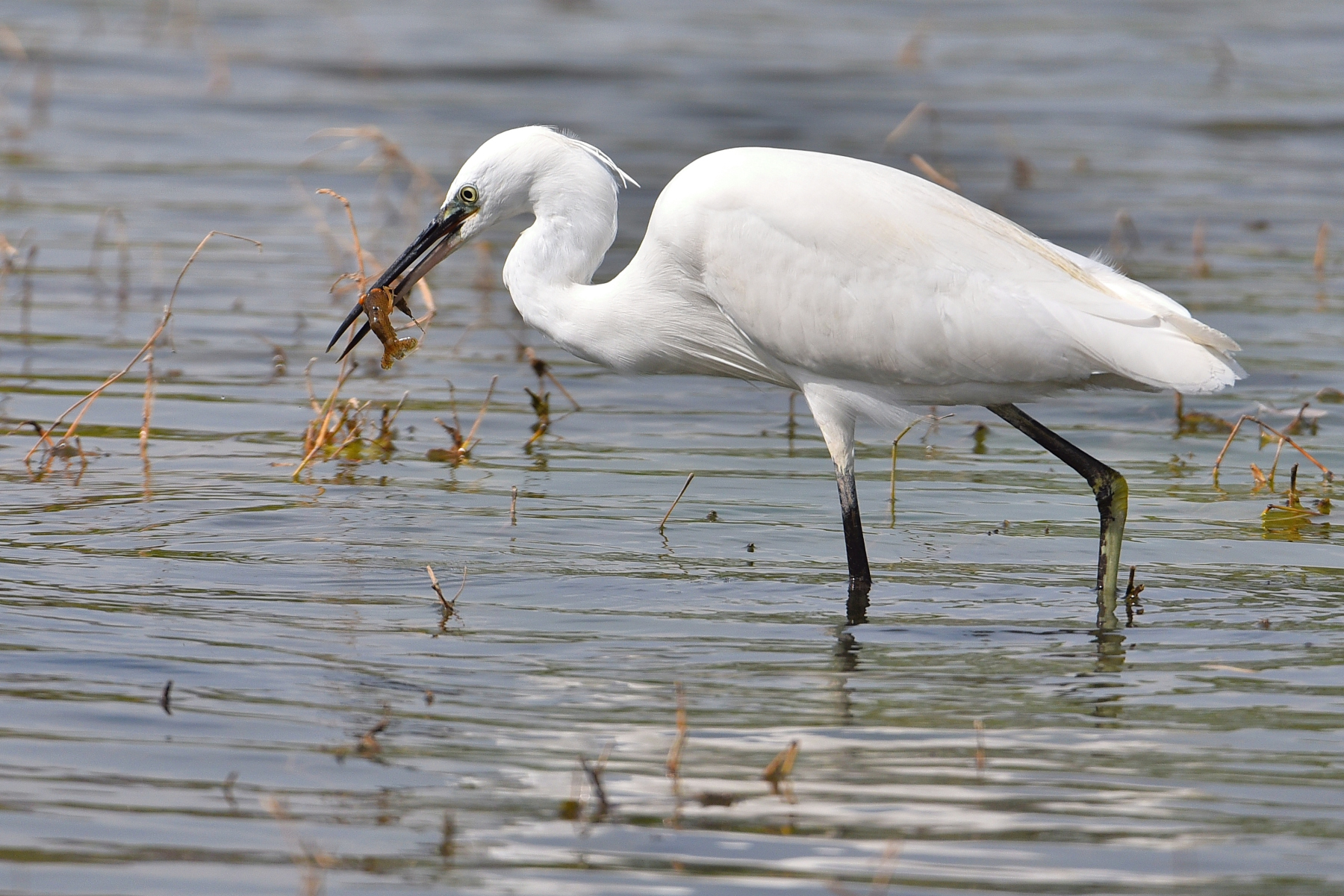 La pesca del Gambero della Luisiana