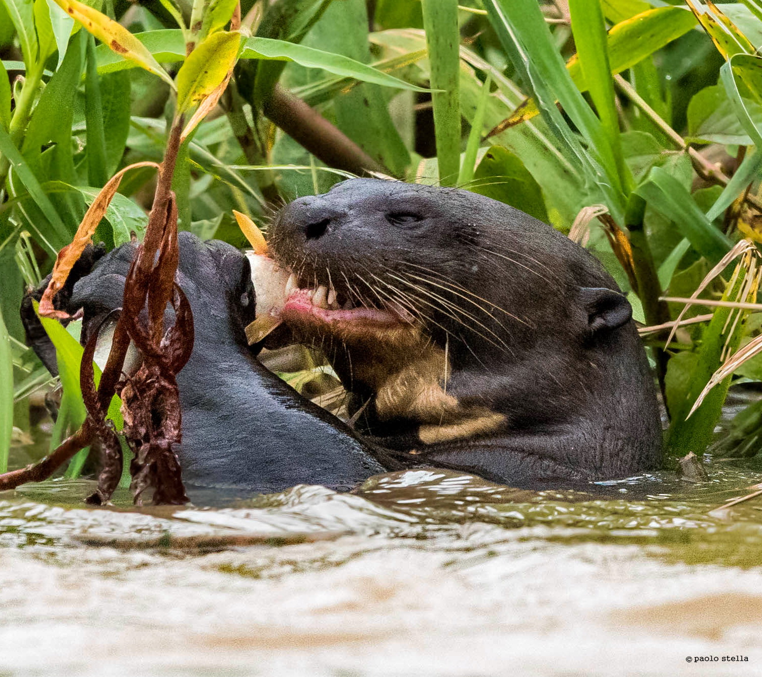 otter ravenous