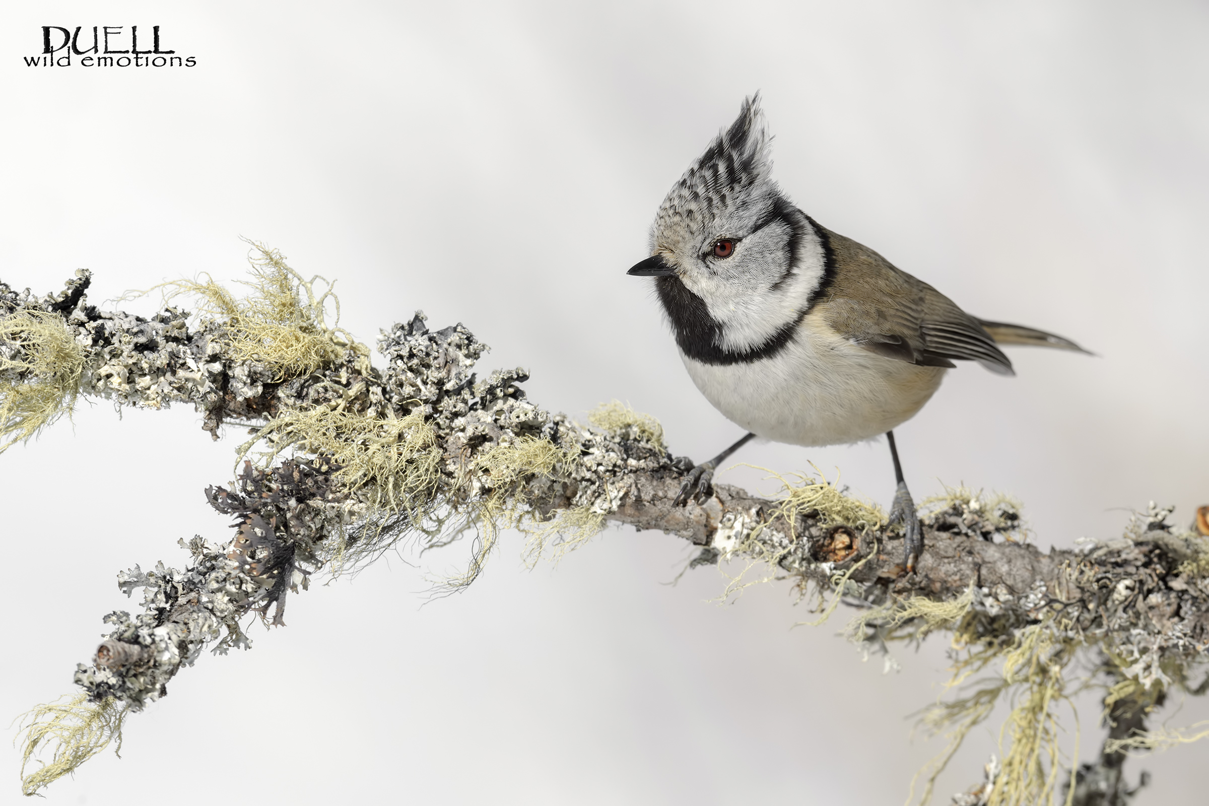 Crested Tit