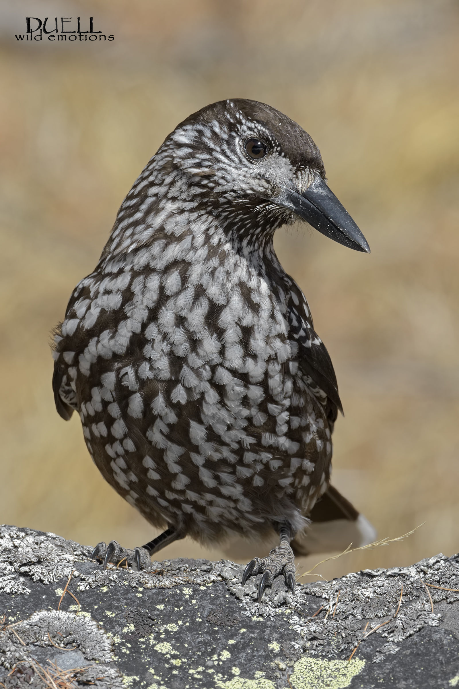 the beautiful nutcracker