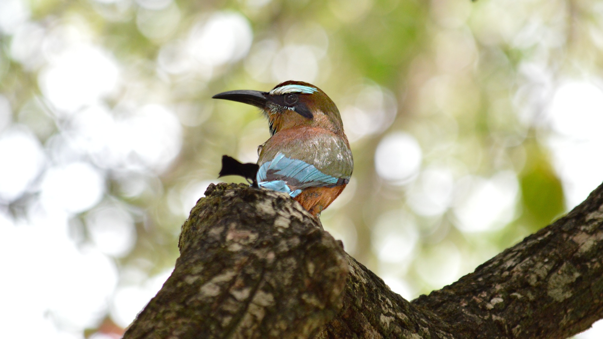 Motmot dalle sopracciglia turchesi