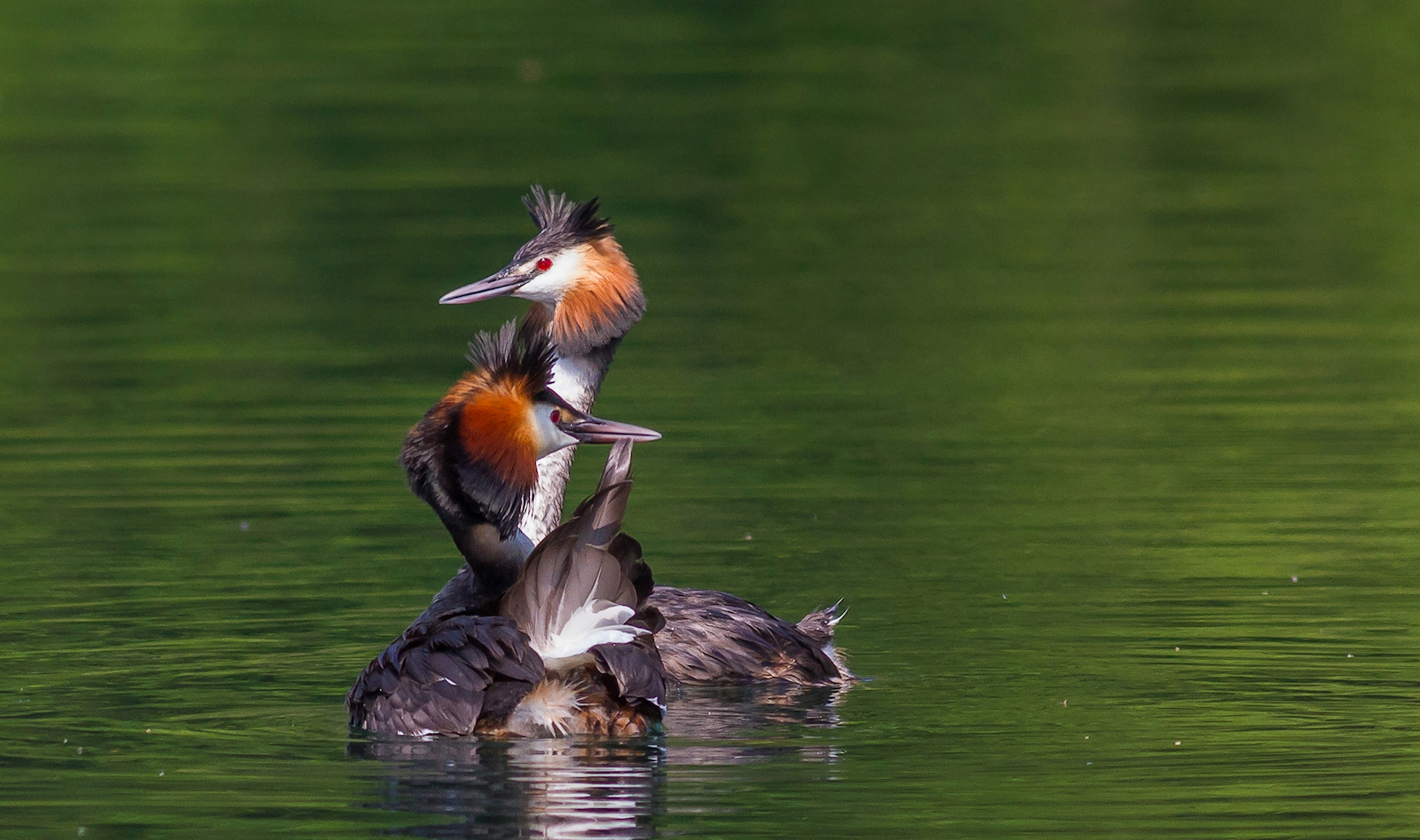 grebe and svassina