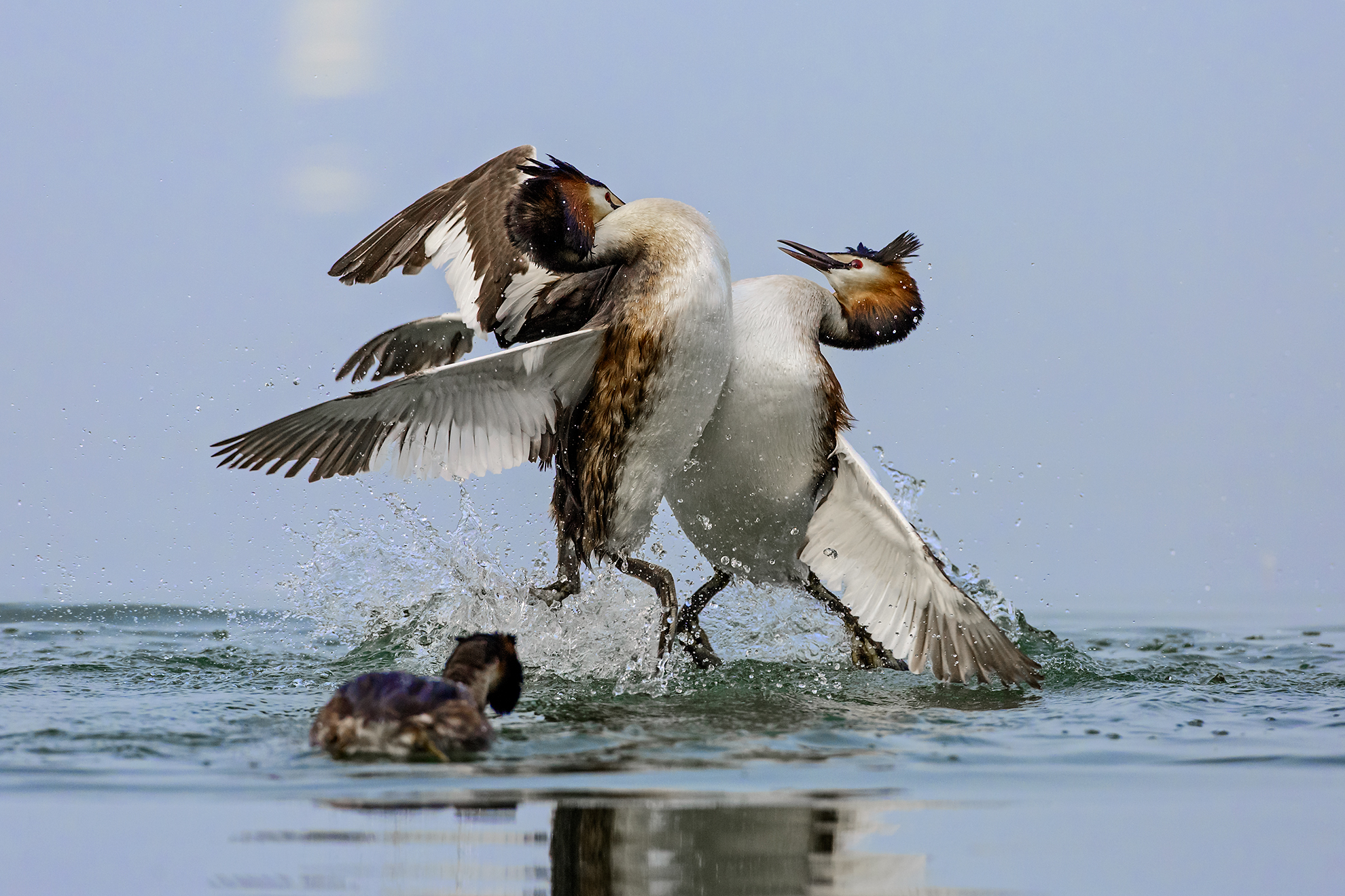Lotta tra svassi maggiori