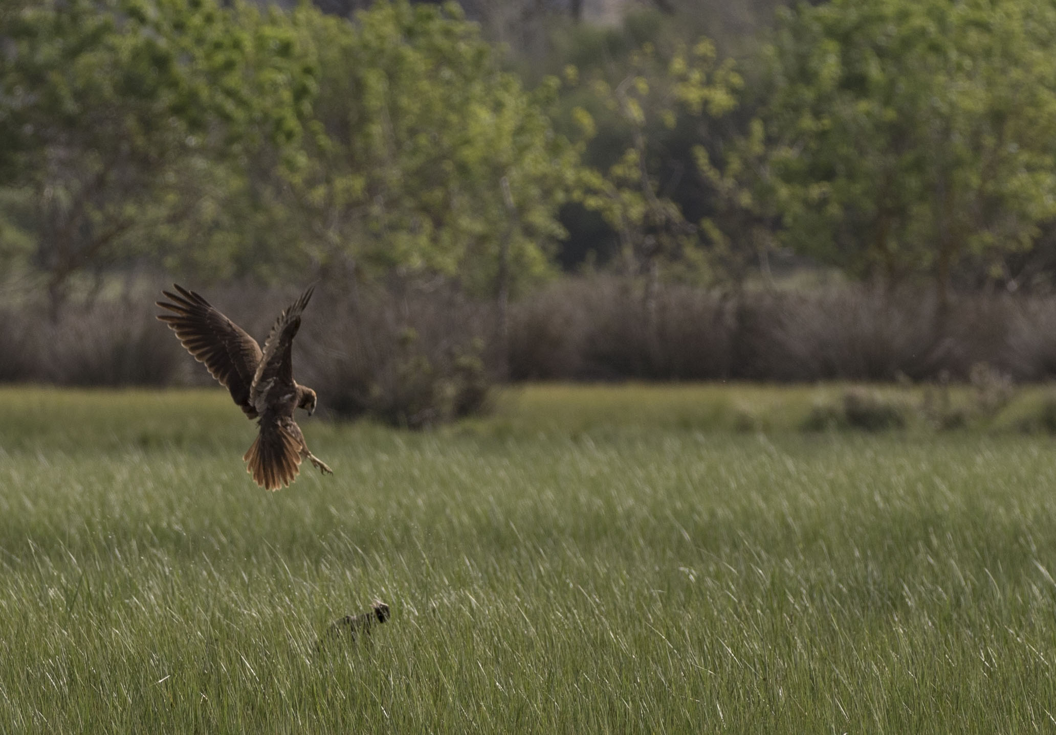 il falco e la folaga 3