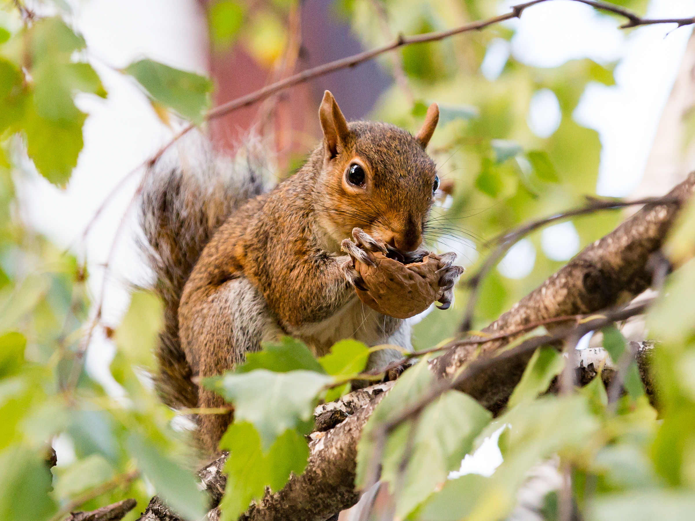 The greedy squirrel