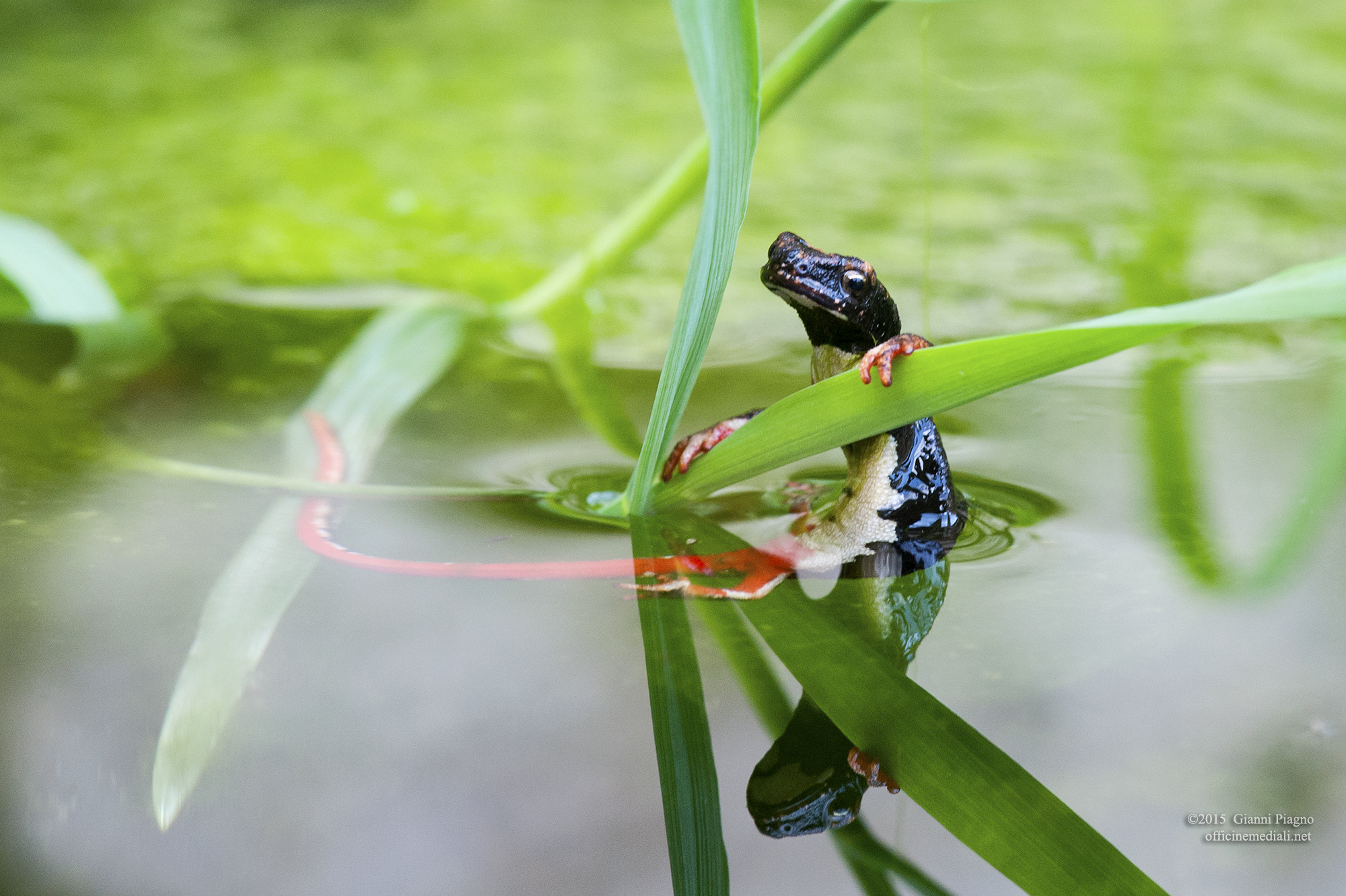 Salamandrina dagli occhiali