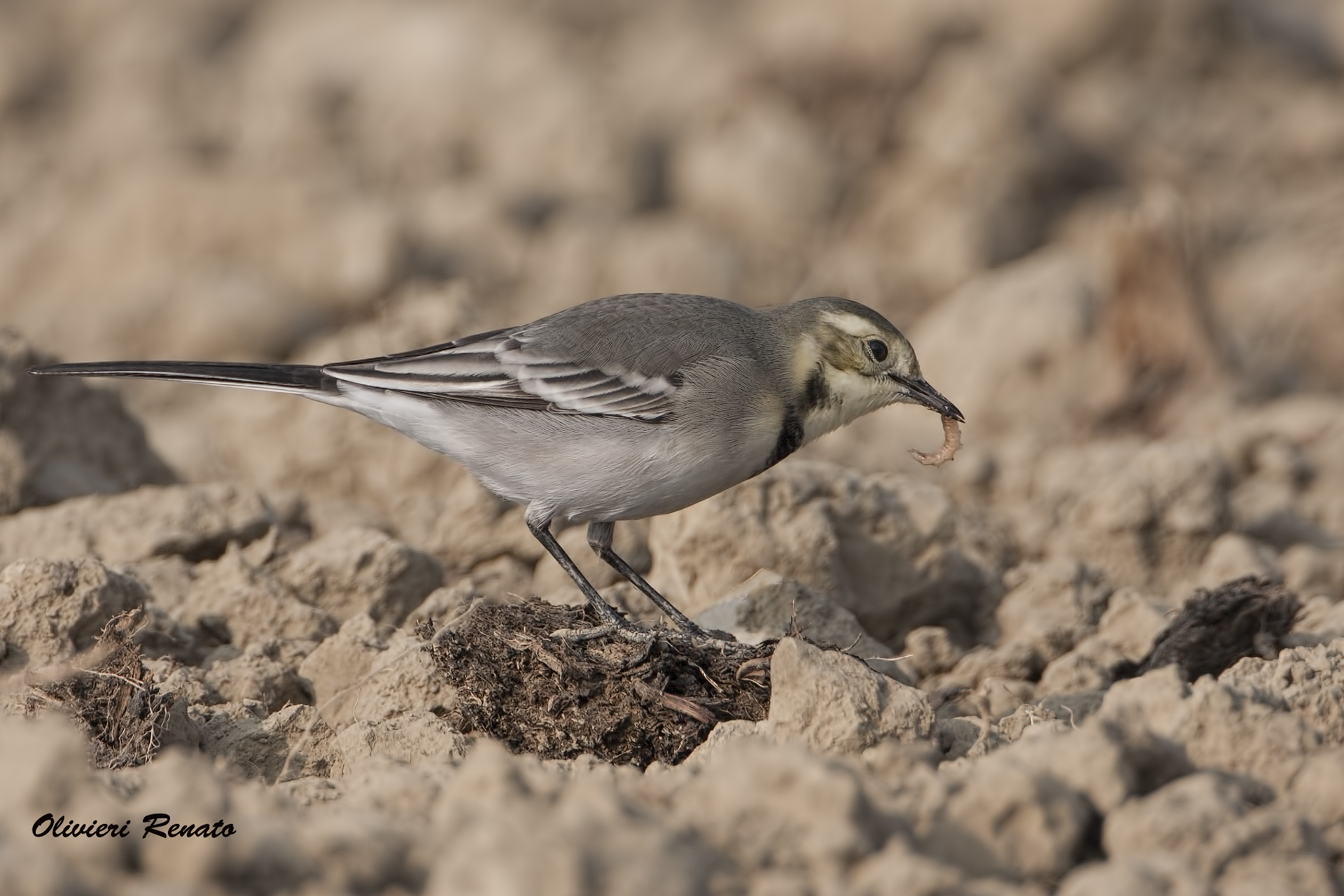 Ballerina White with prey