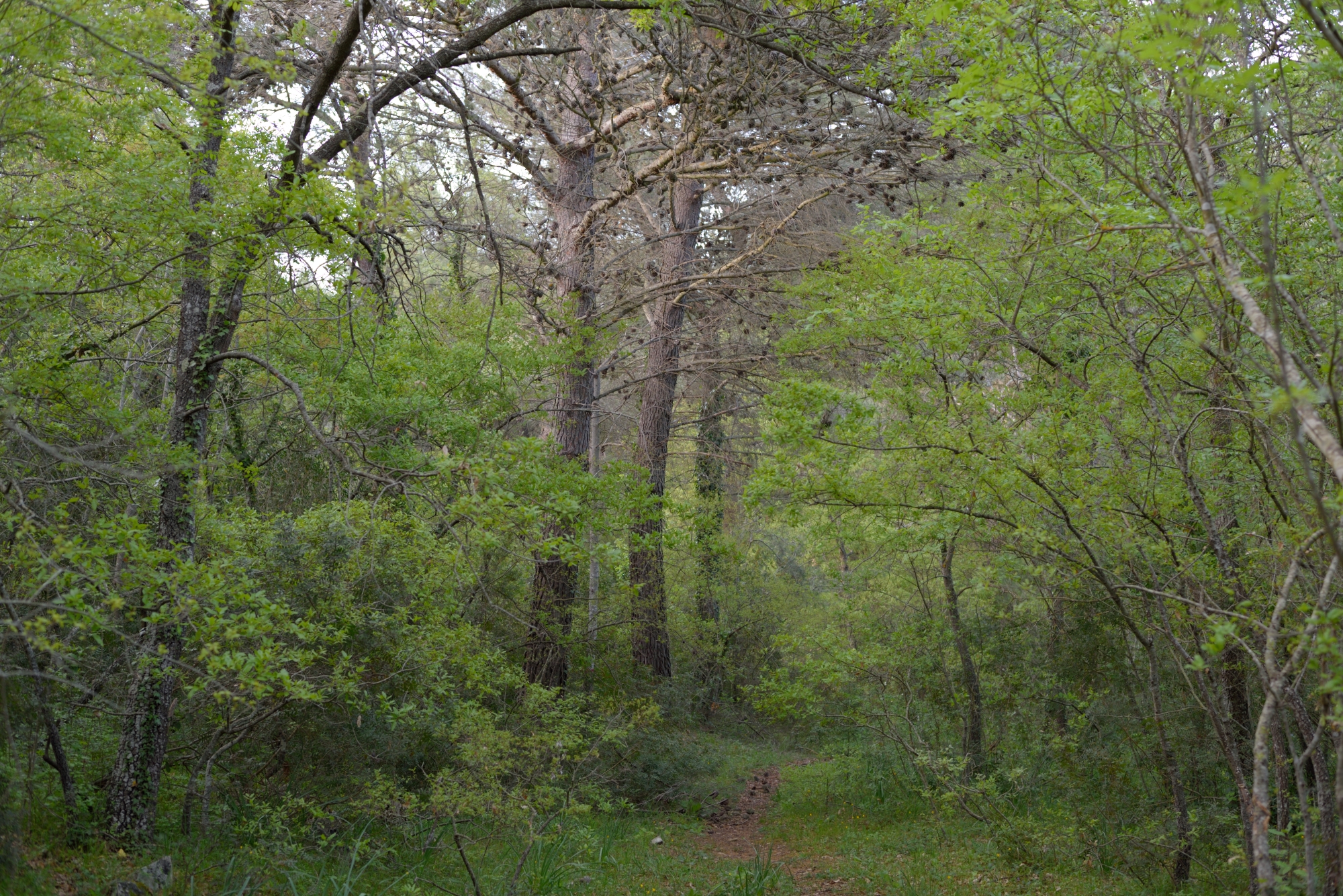 The magic of the forest