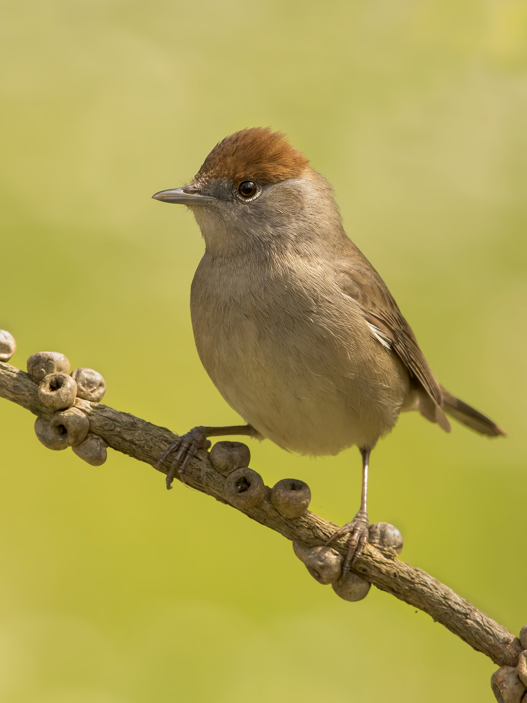 the beautiful blackcap