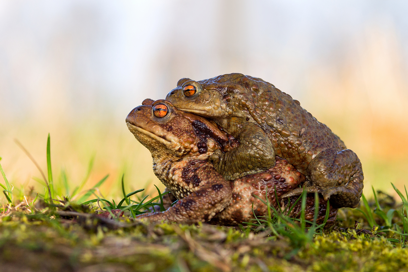 Bufo bufo, matting