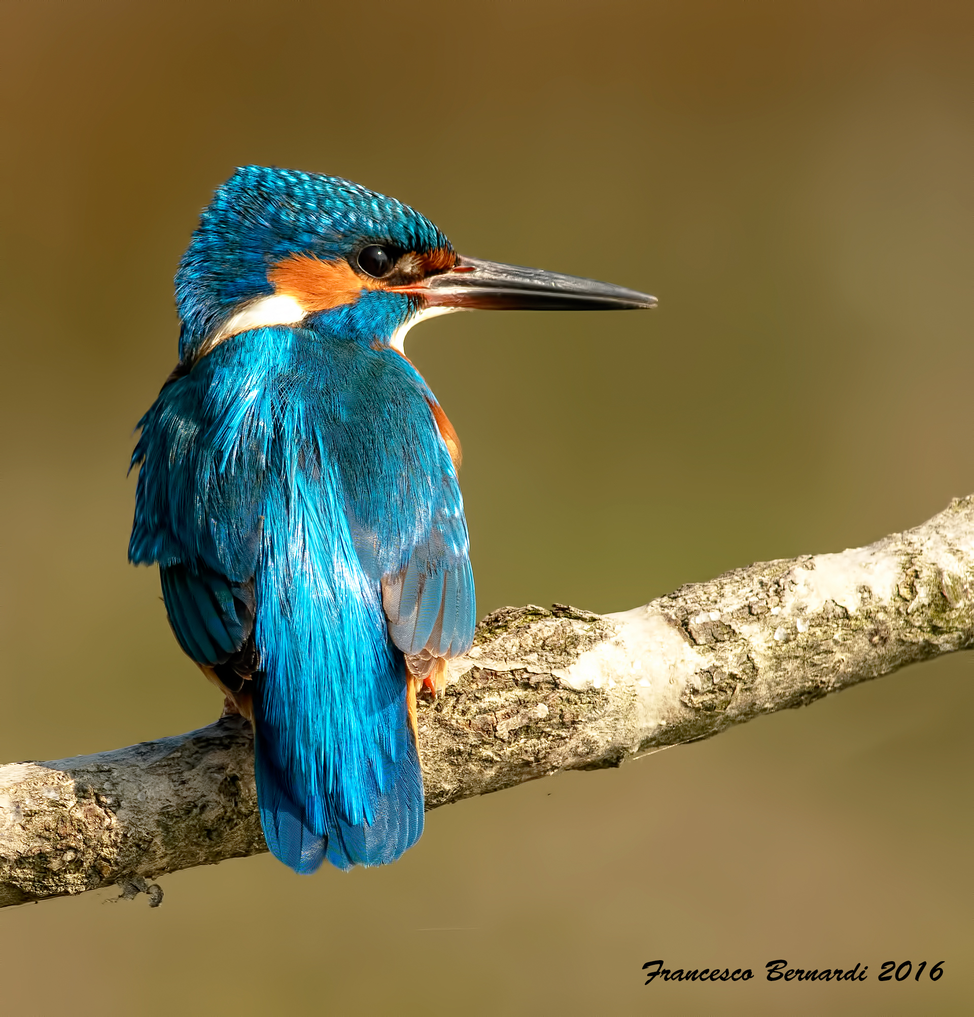 Kingfisher 2016