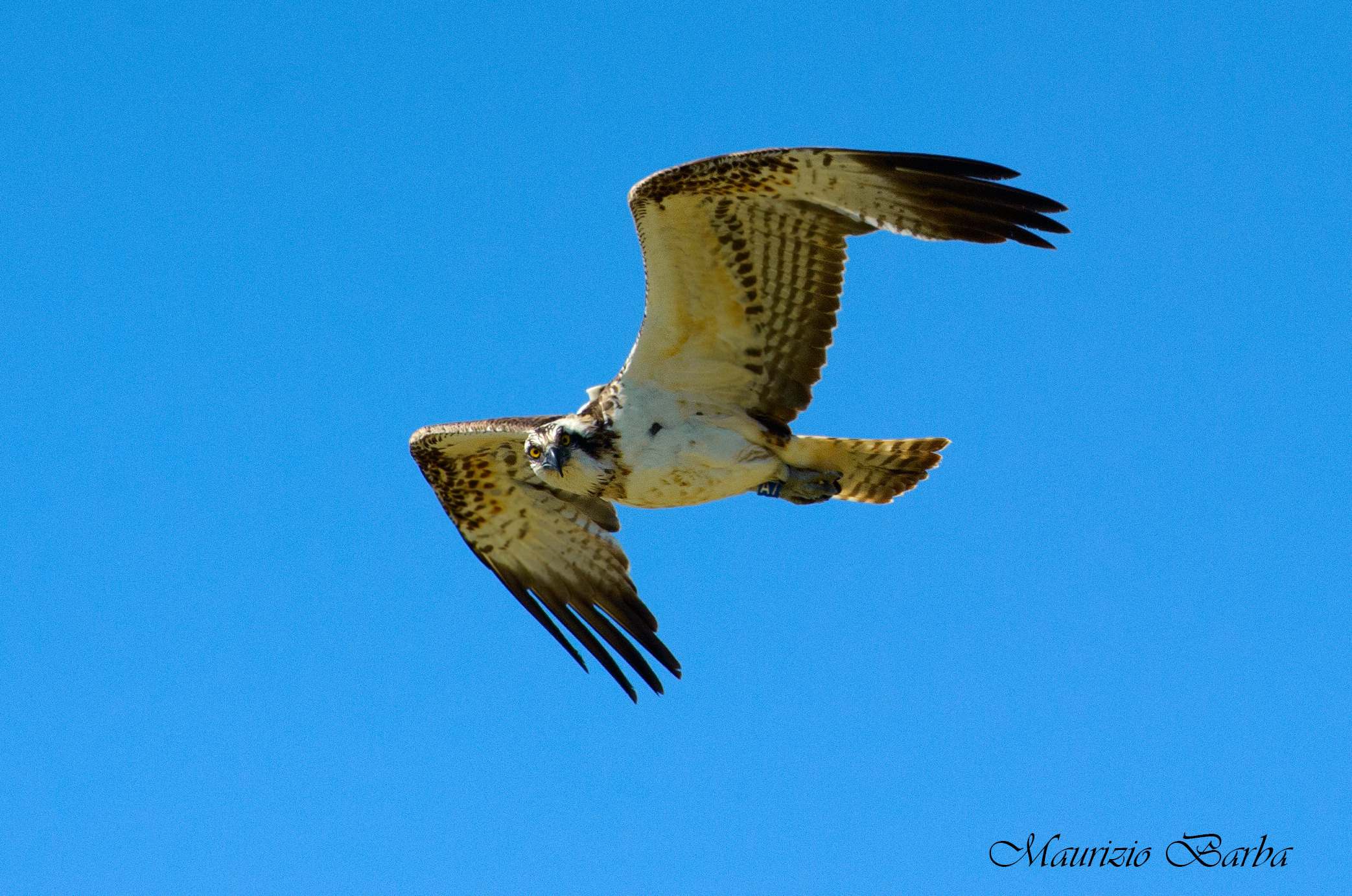 Osprey