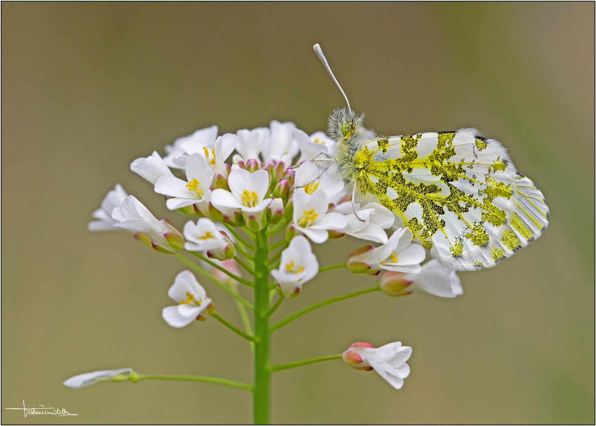 Anthocharis cardamines femmina sul Cardamine pratensis.