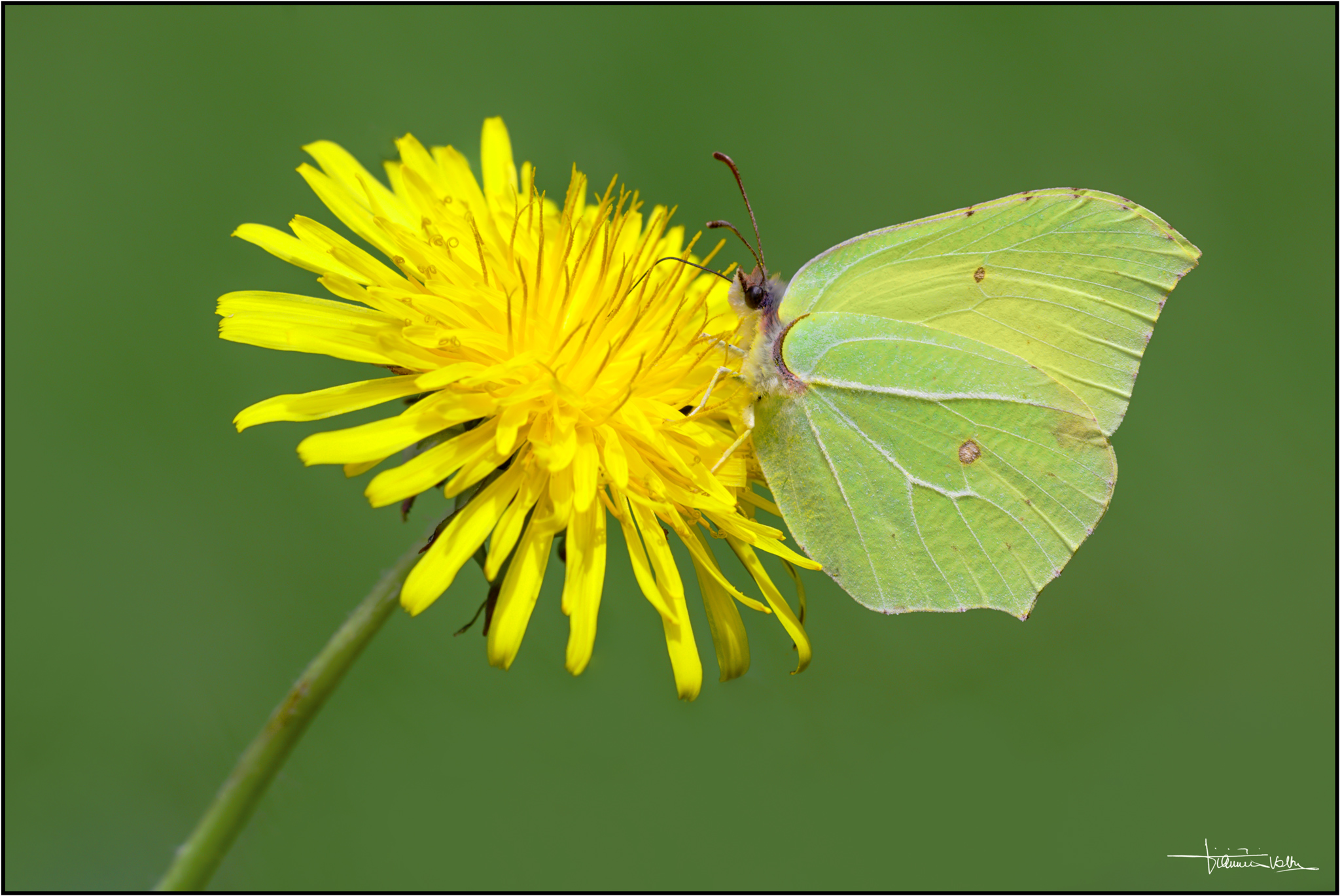 Gonepteryx rhamni on Taraxacum officinale