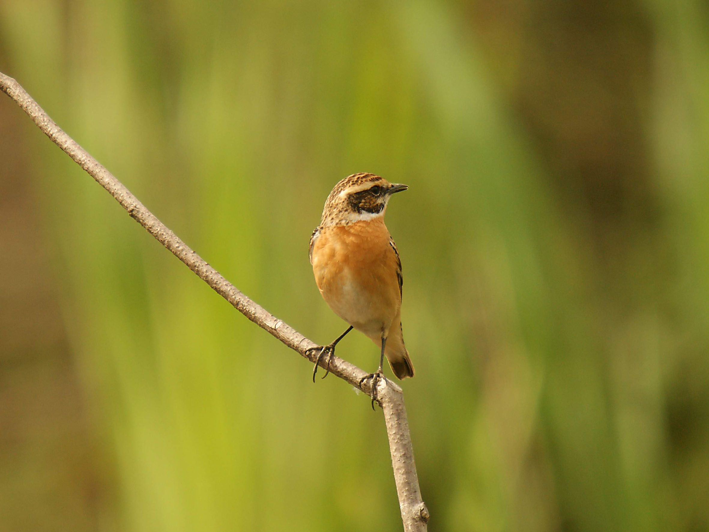 Whinchat (Saxicola rubetra)