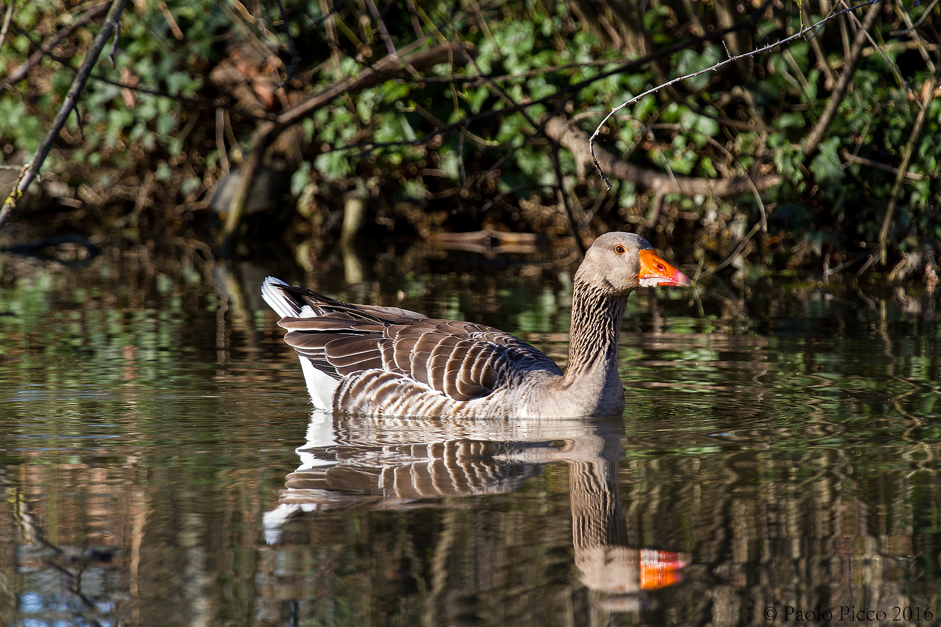 Oca Selvatica   Anser anser