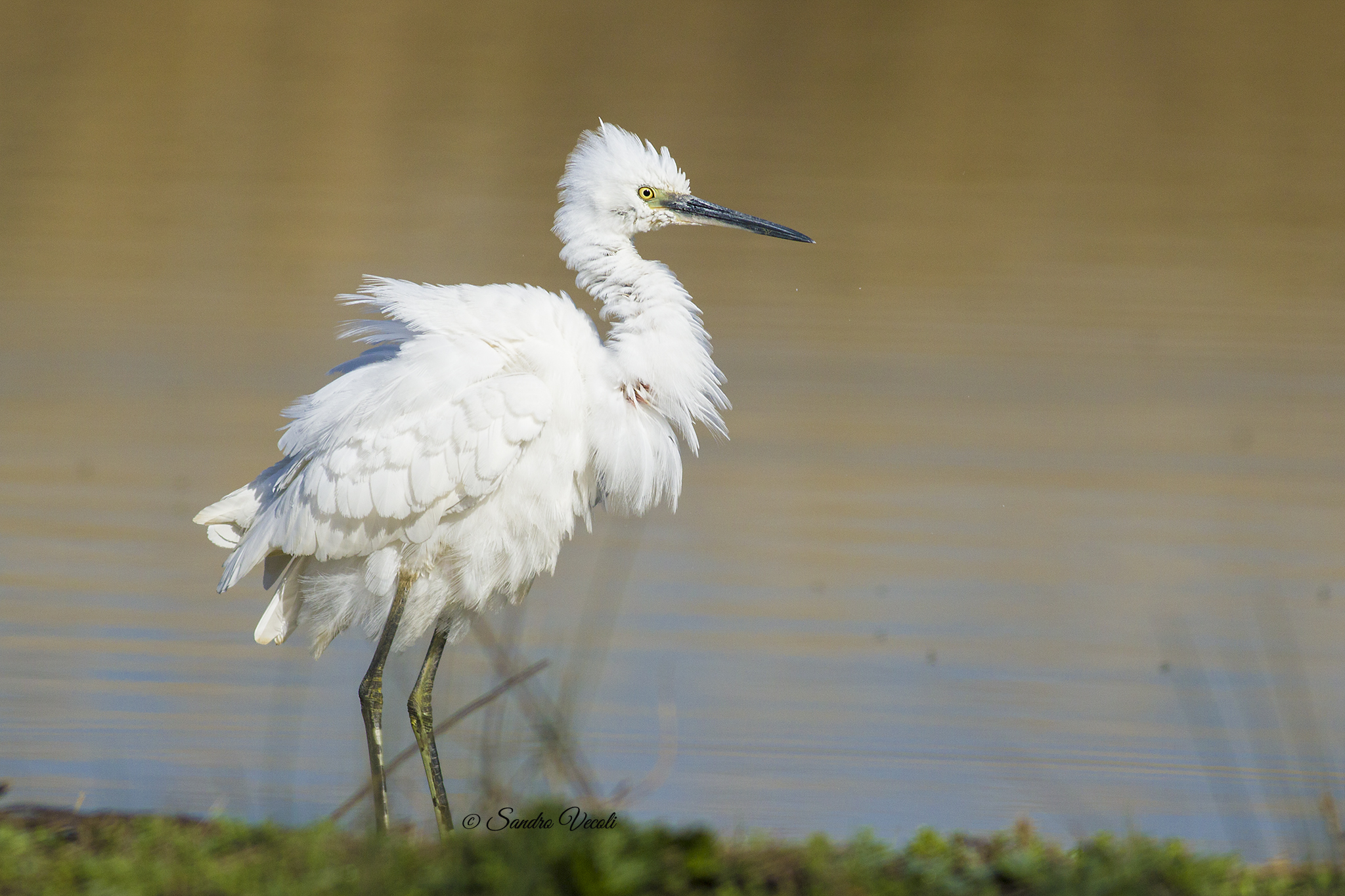 egret