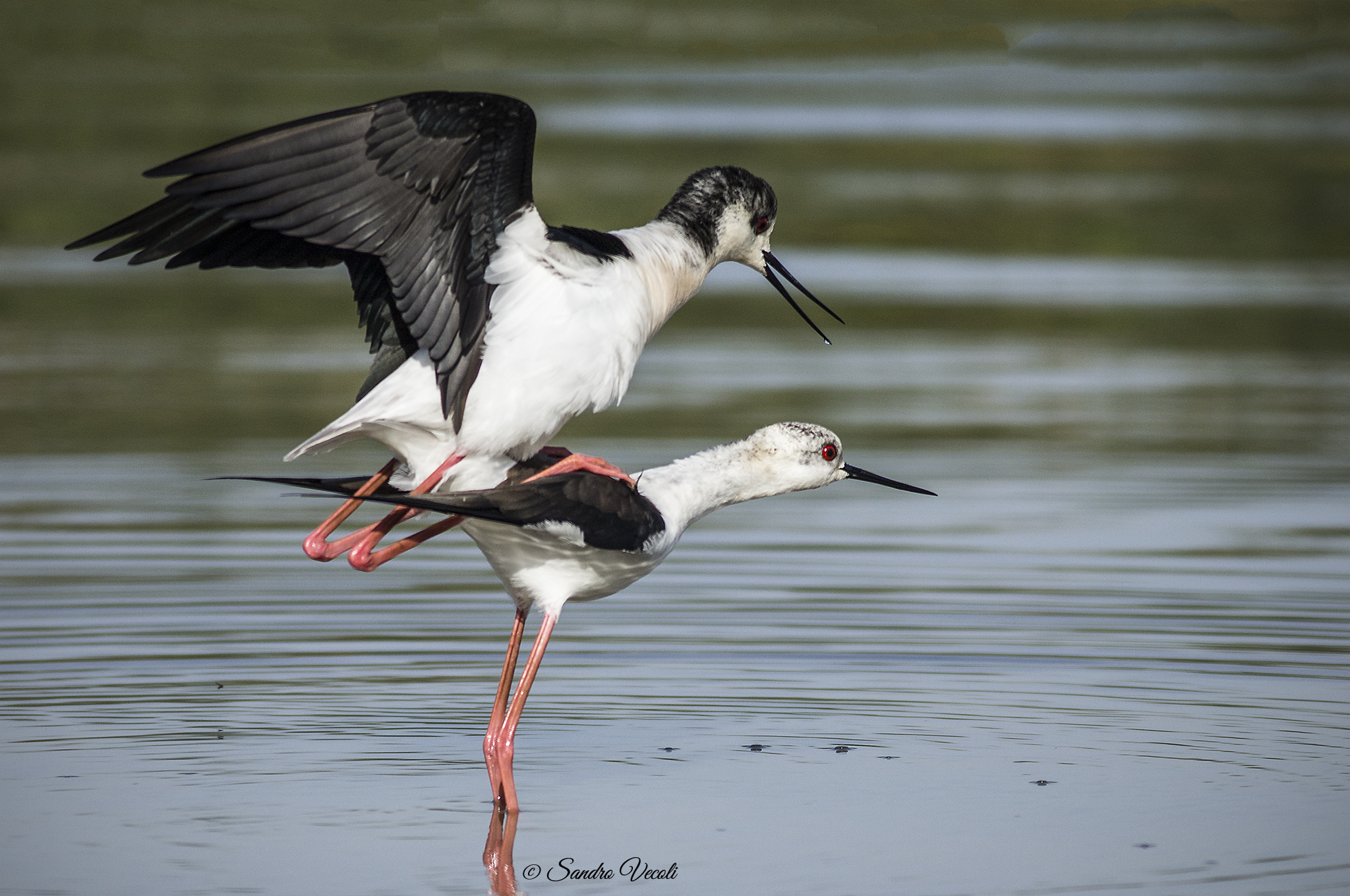 Cavaliere d'Italia  ...hopss....