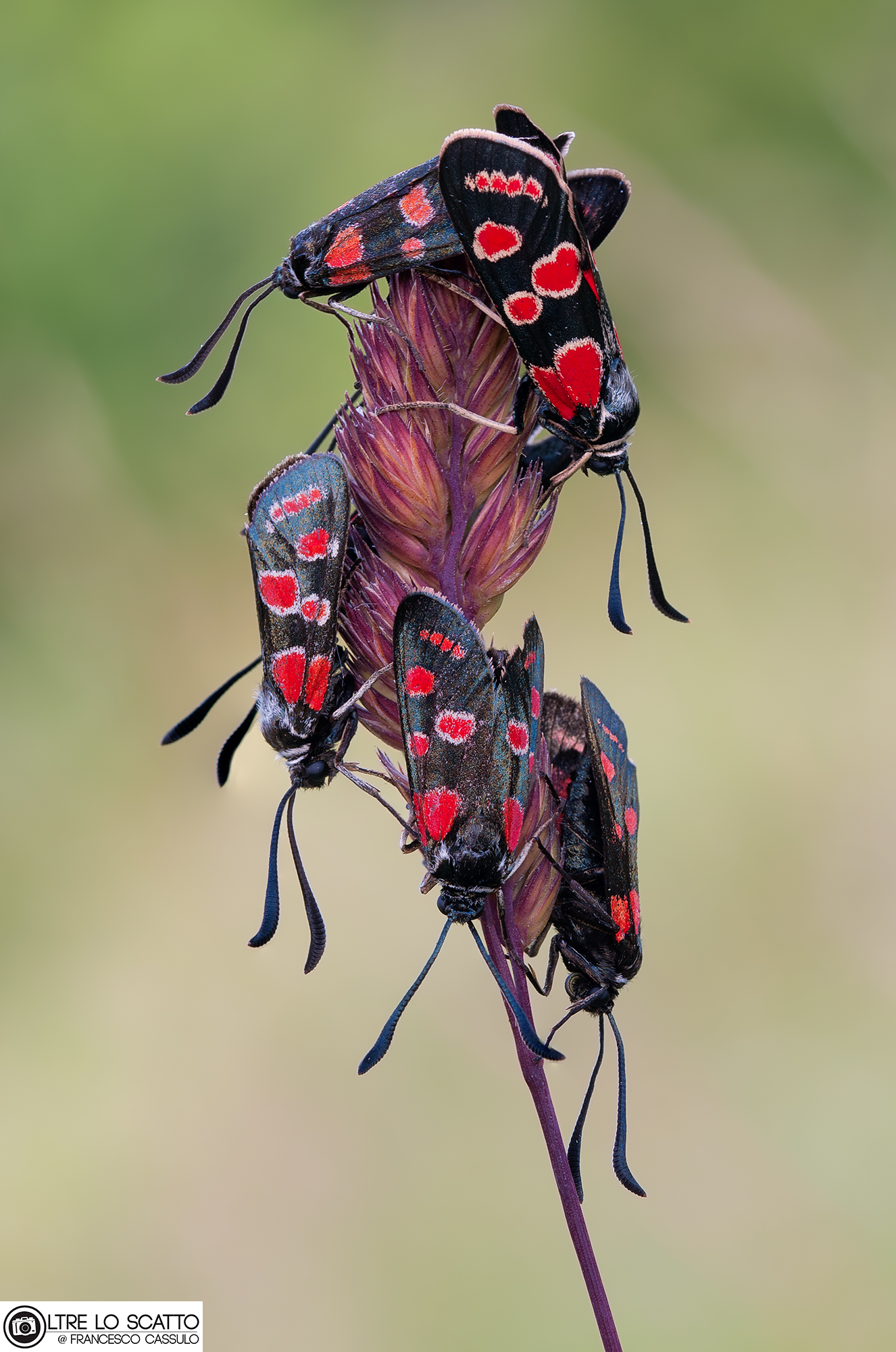 Zygaena carniolica (Scopoli, 1763)