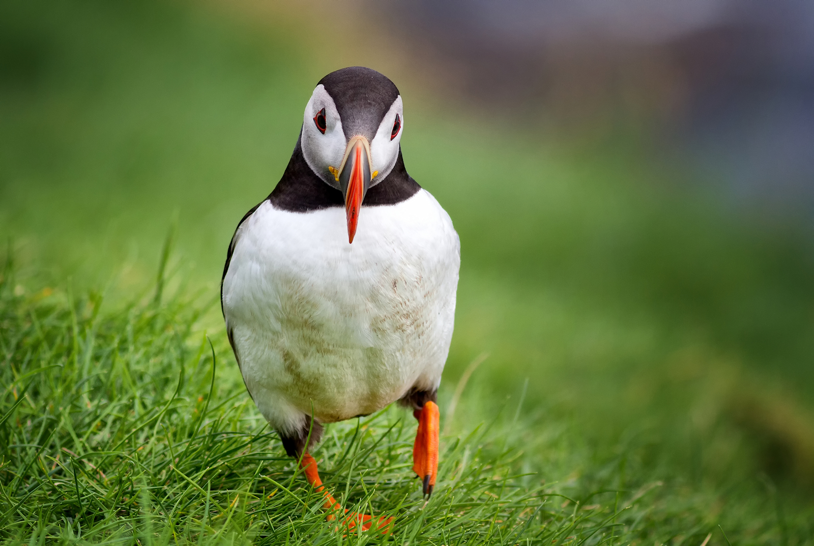 la buffa camminata del puffin