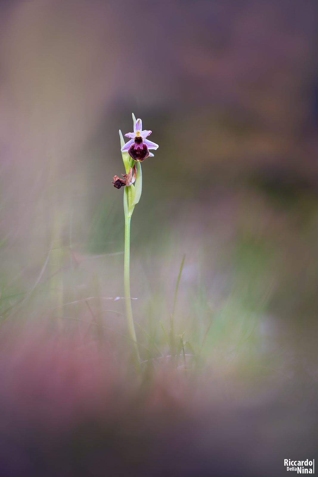 Ophrys exaltata montis-leonis