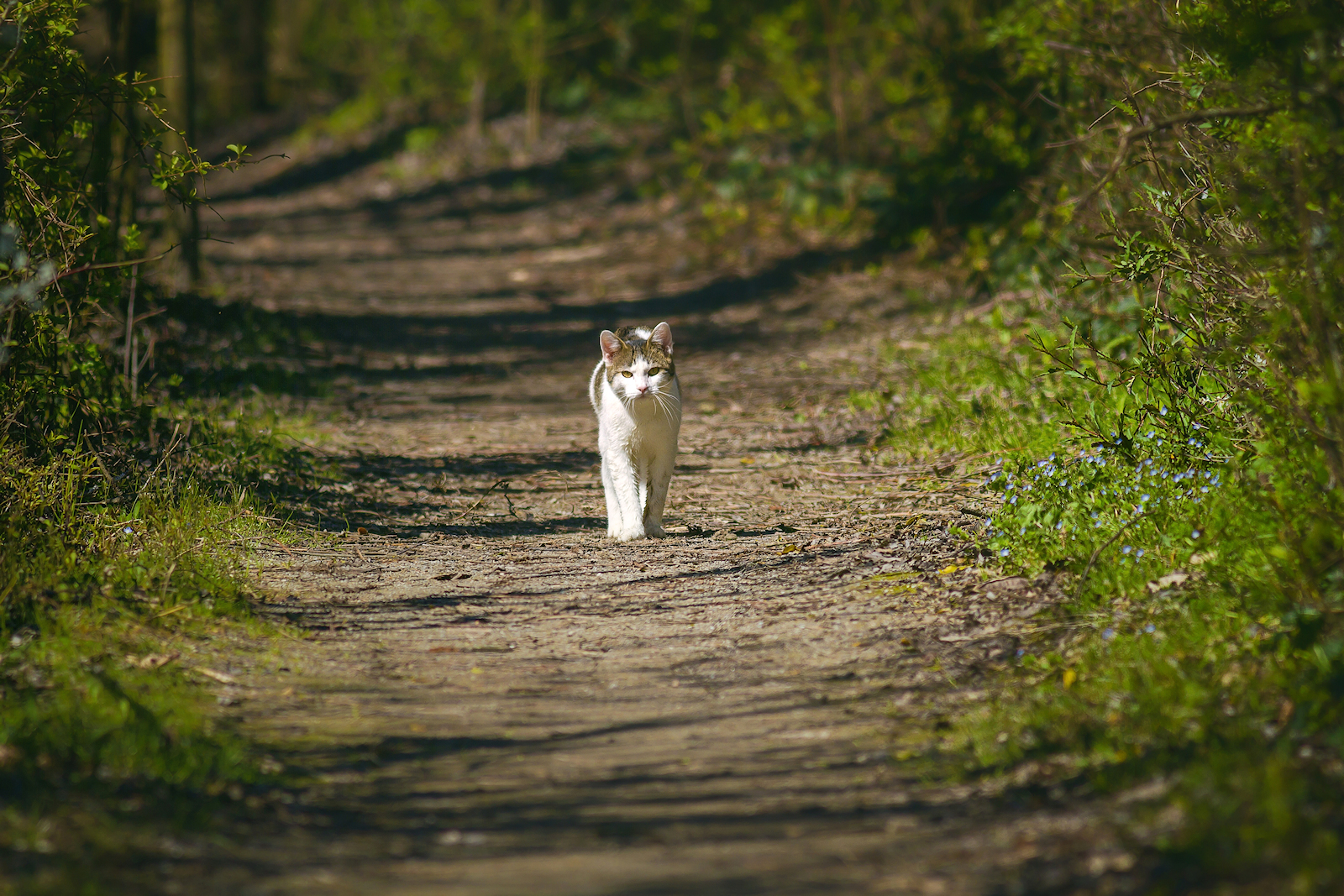 Mi pare di vedere un gatto