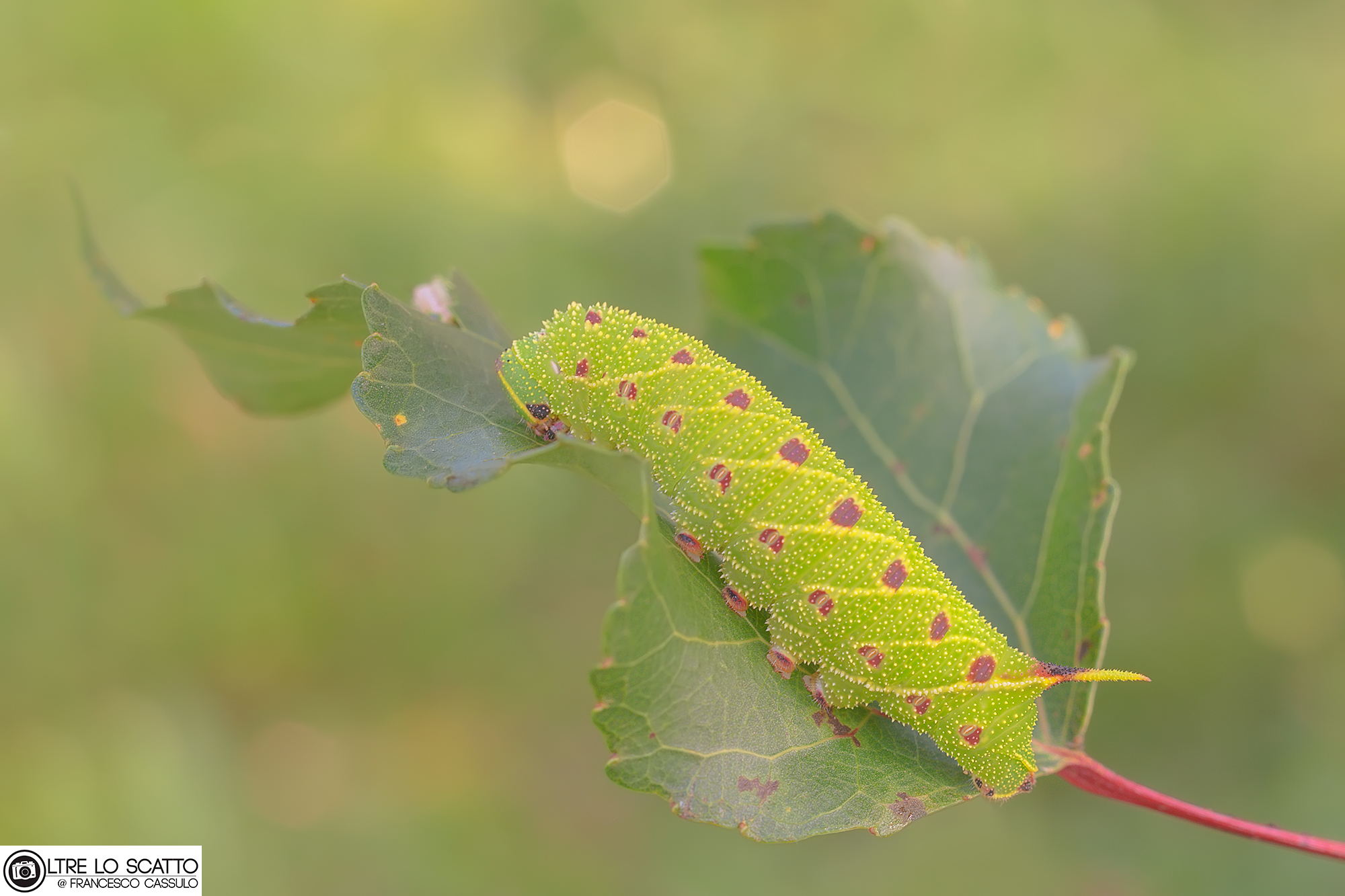 Laothoe populi (Linnaeus, 1758)