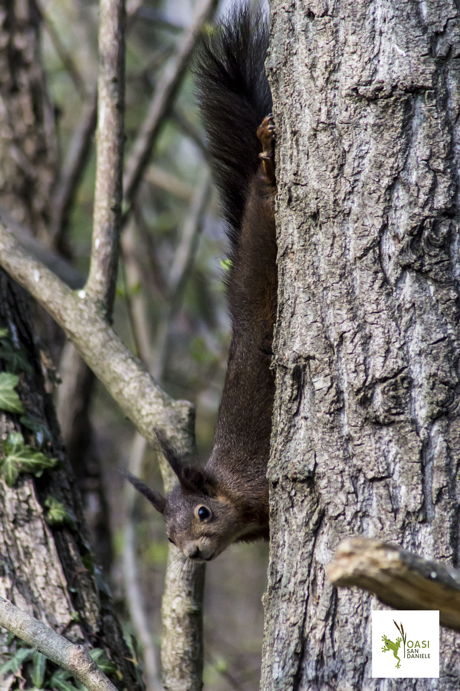 Cuckoo '..arrivoooo ....