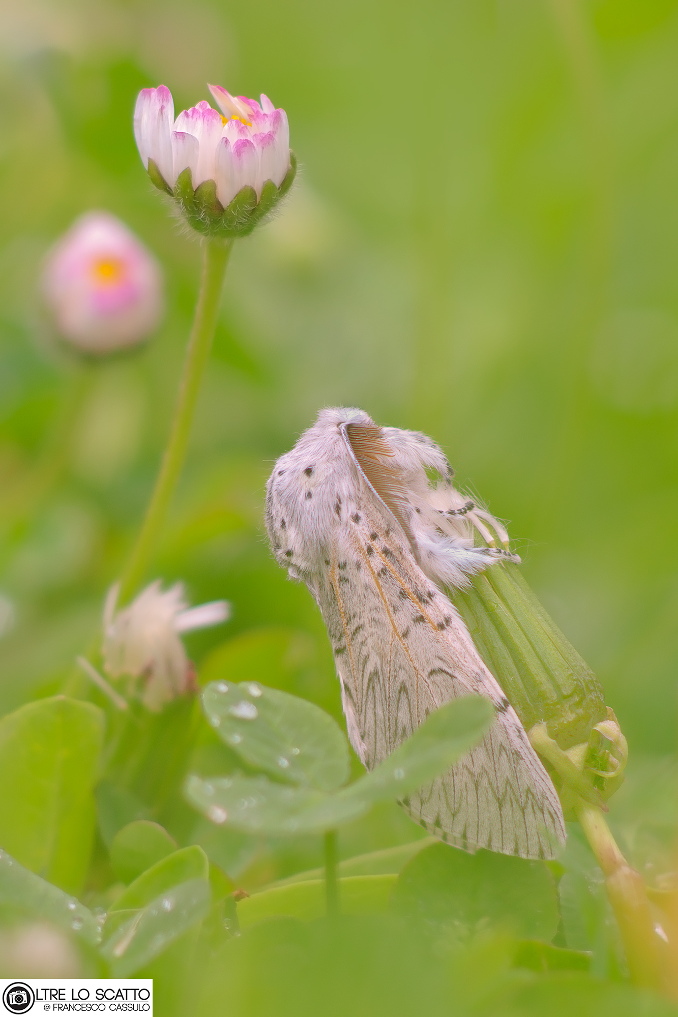 Cerura vinula (Linnaeus, 1758)