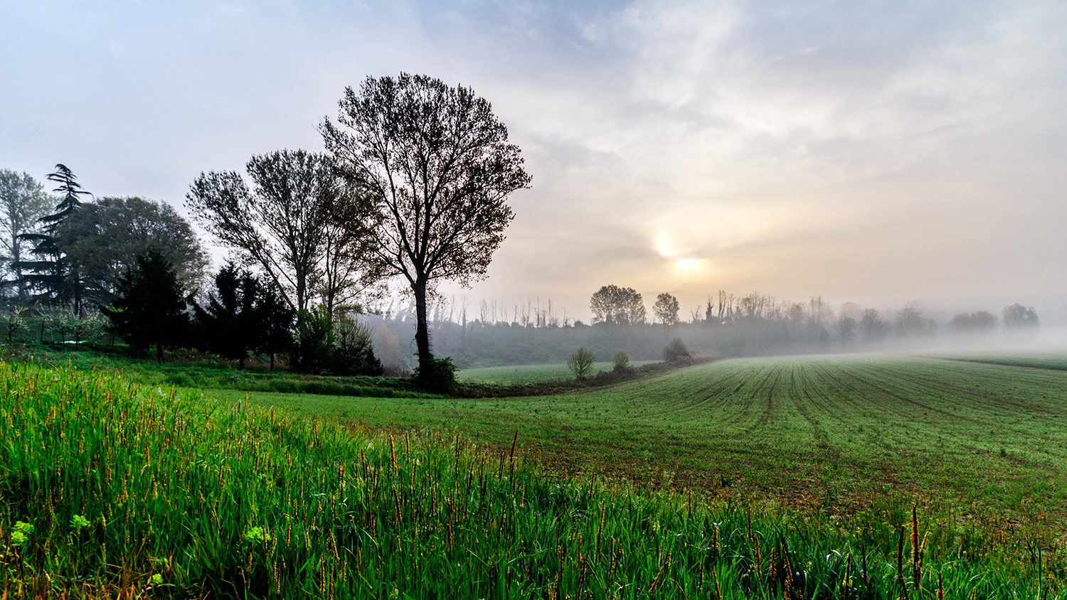 La dolcezza della bassa