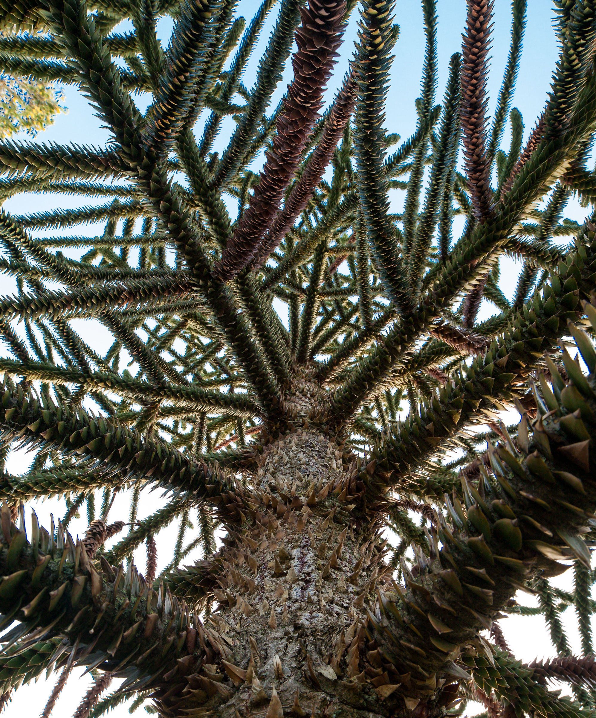 Araucaria Chile