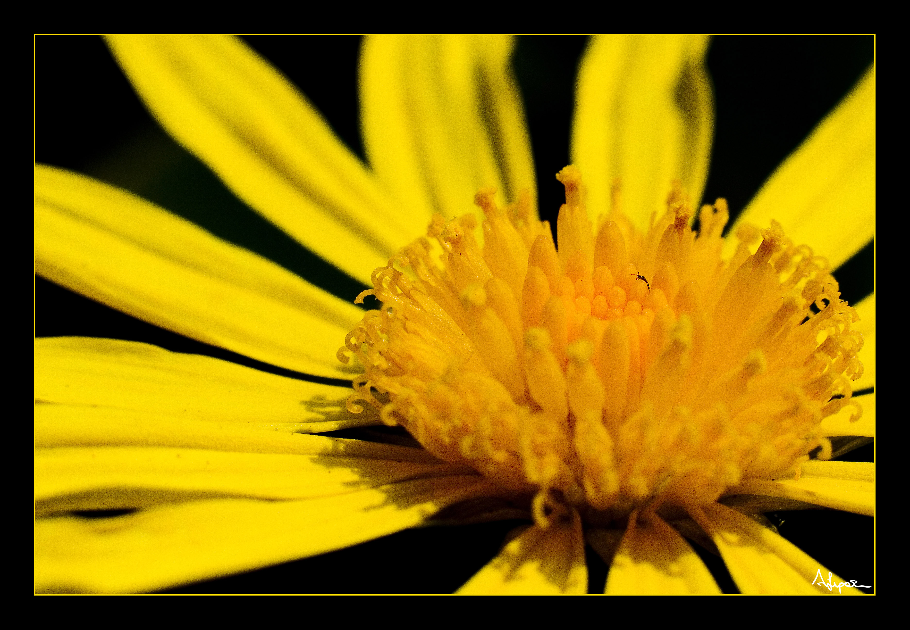 In un mare di giallo