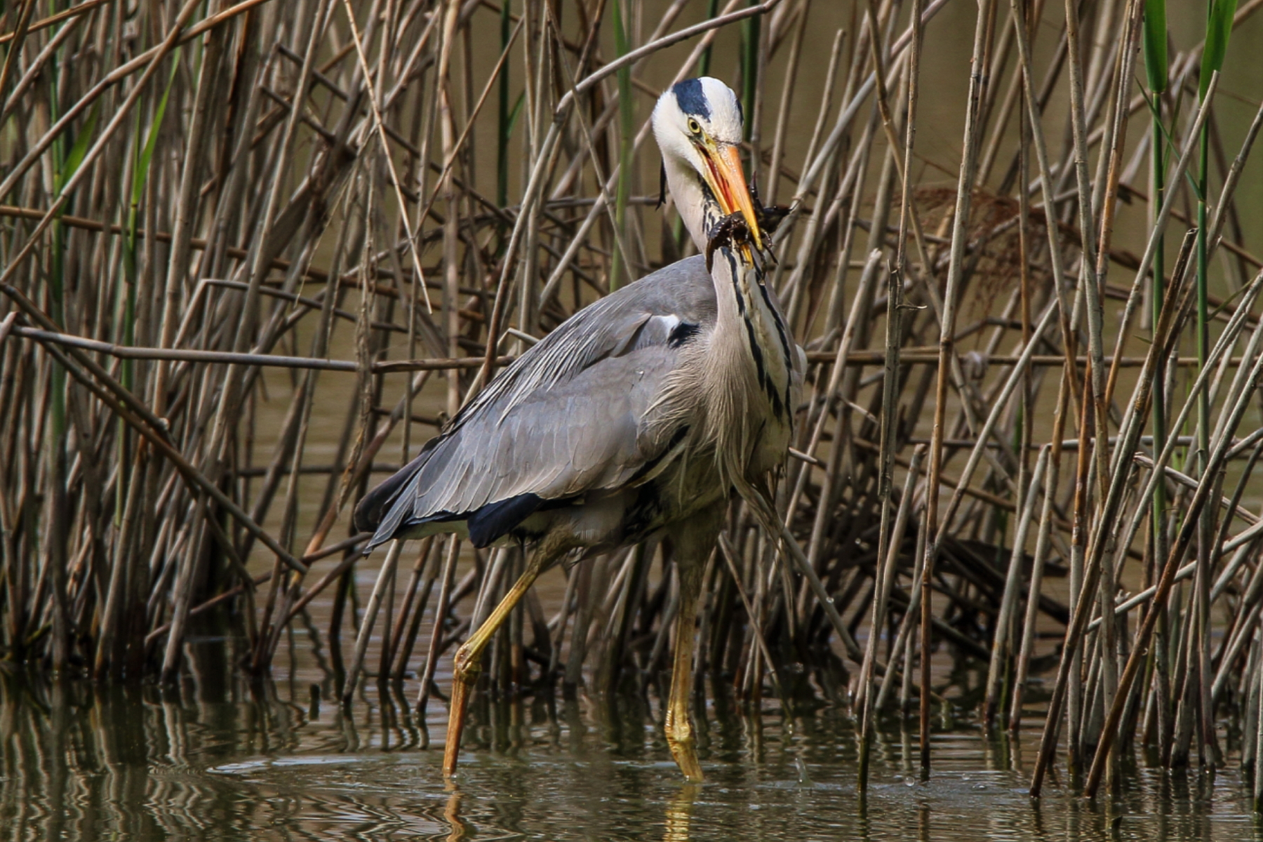 Grey Heron