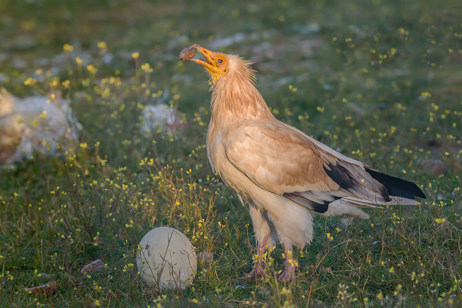 Egyptian vulture versus Ostrich eggs