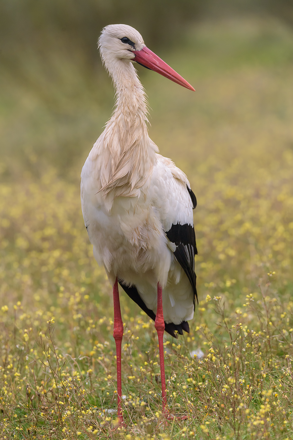 white Stork