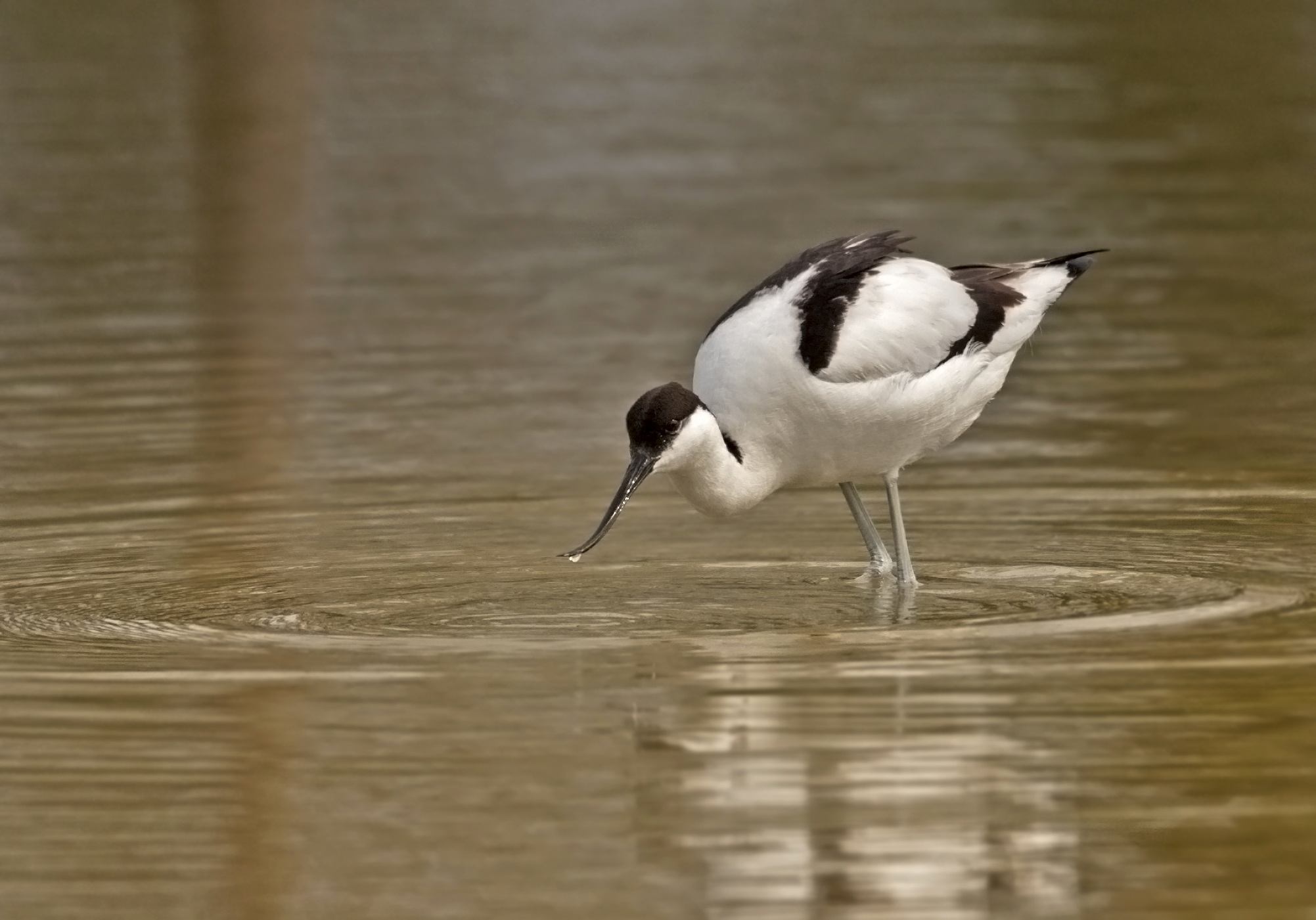 avocet